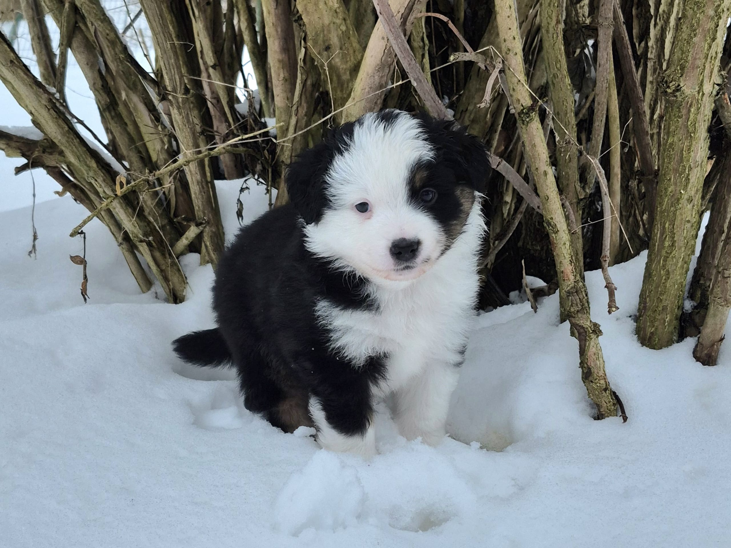 Miniature American Shepherd · 2026-01-14 · Lövestad · Emma N.