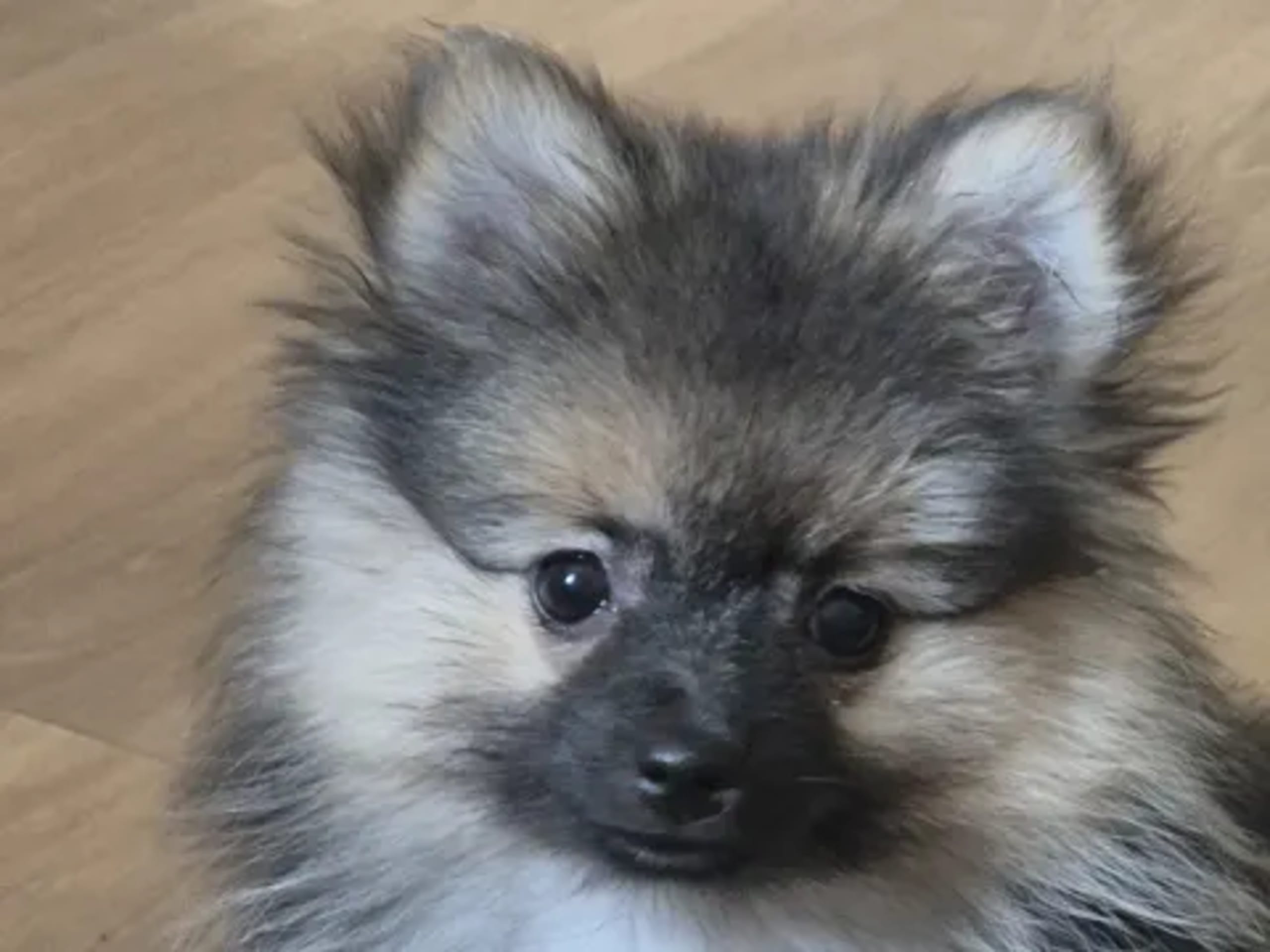 Pomeranian / Papillon · 2025-12-14 · Örebro · Marie L.