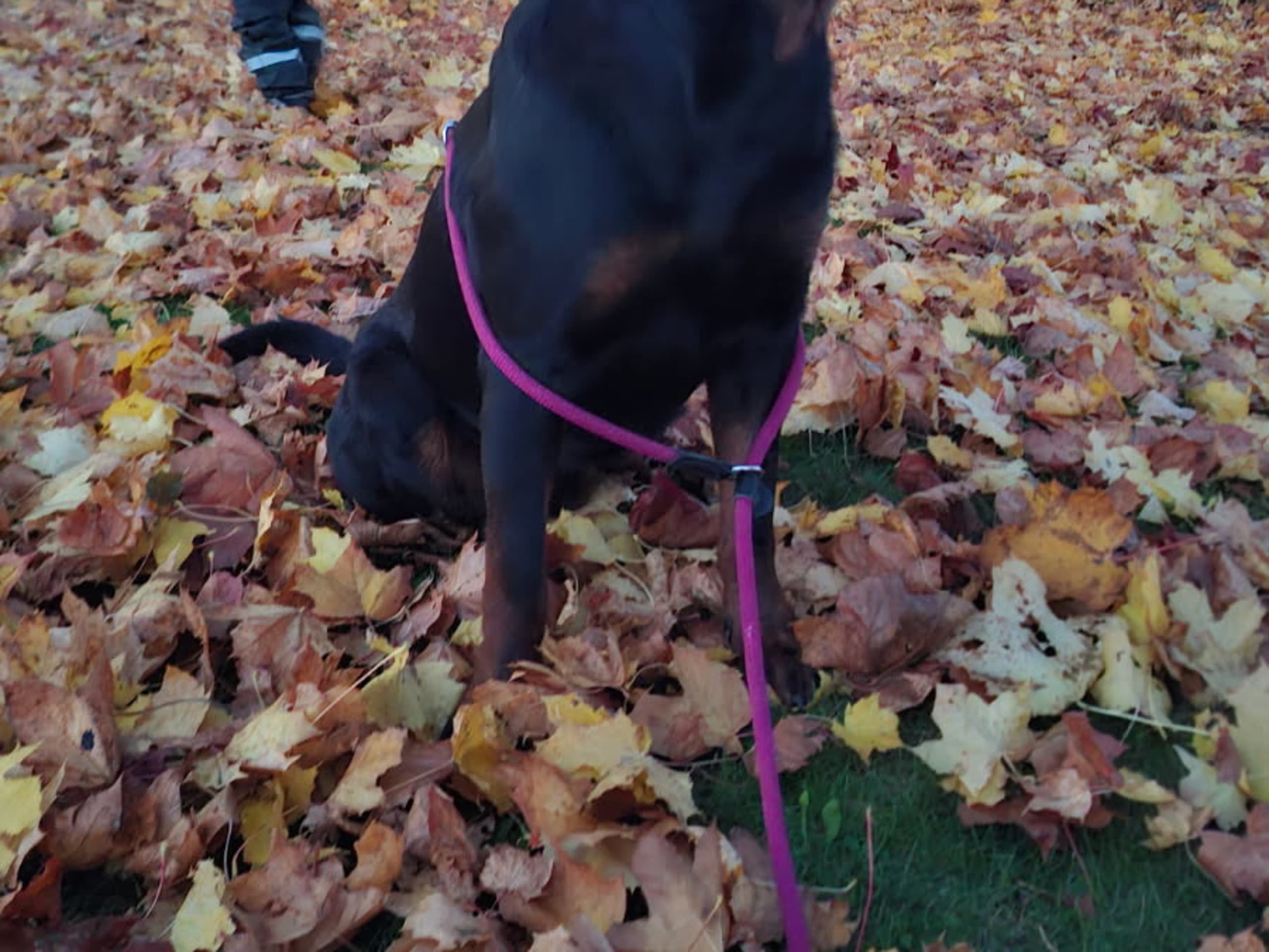 Rottweiler · 2024-05-18 · Skänninge · SARA A.