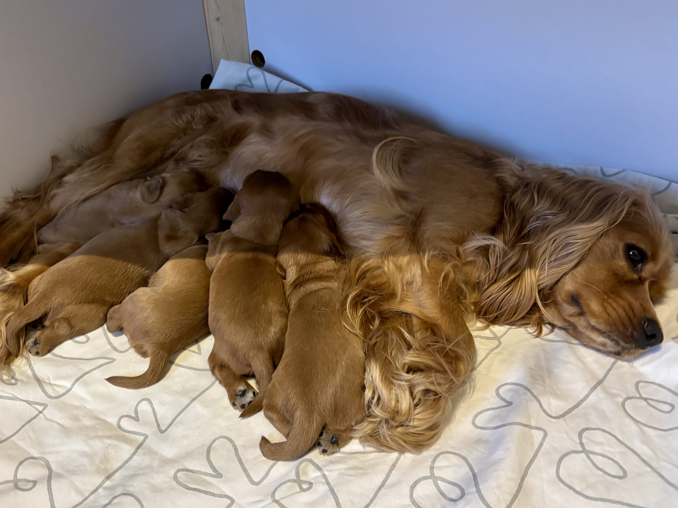 Cockalier · 2026-01-17 · Jät · Angelica S.