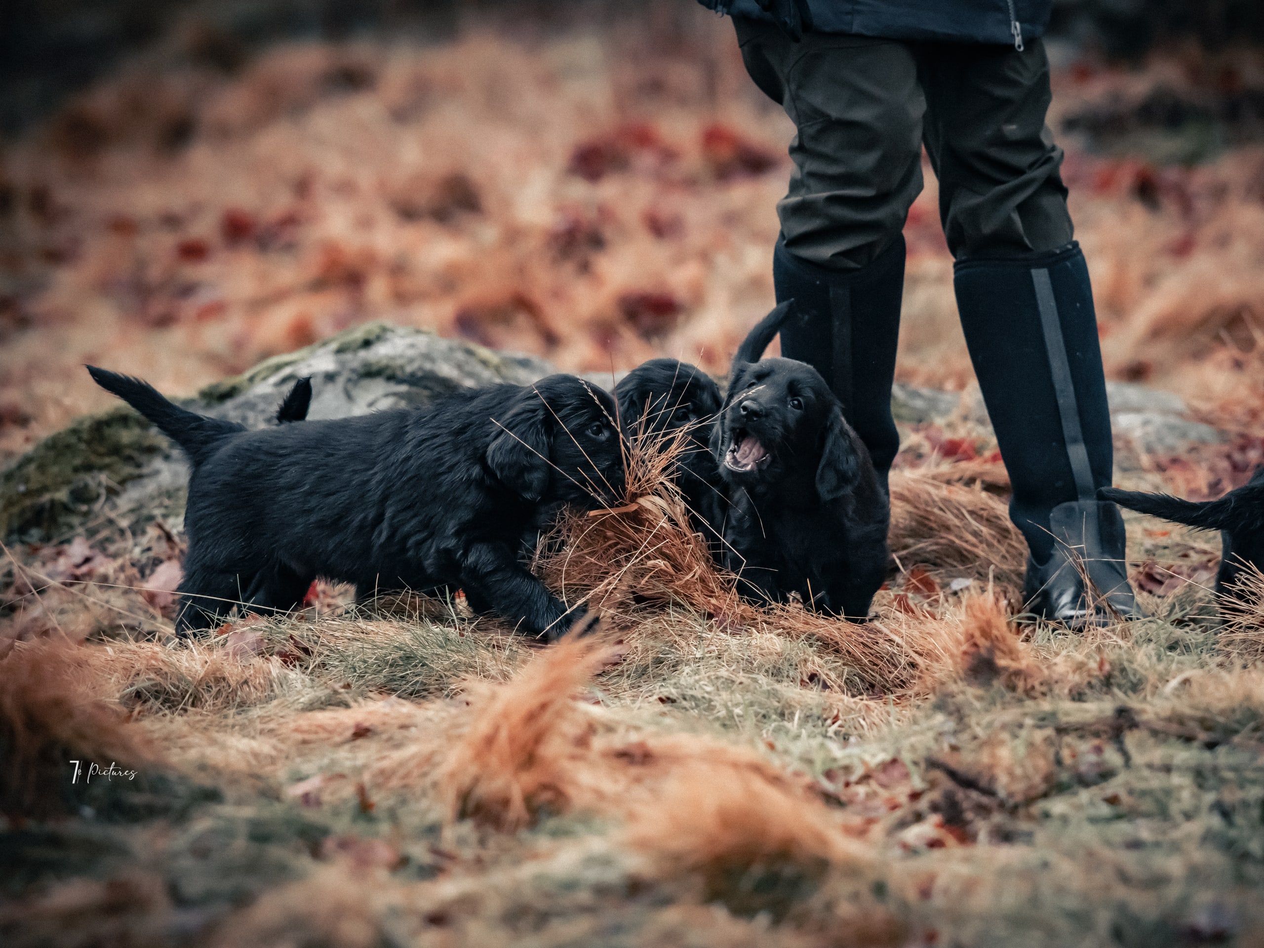Flatcoated retriever · 2026-01-21 · Stockaryd · NEVER TOUCH GROUND