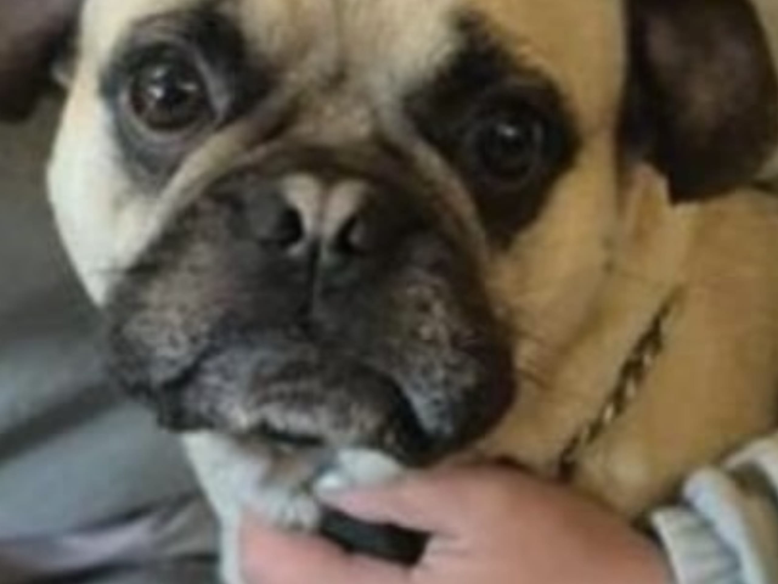 Blandras · 2021-06-02 · Kvänum · Sofia O.