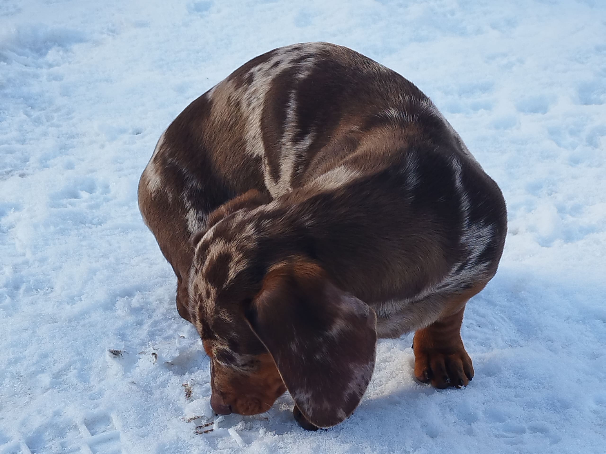 Dachshund · 2025-08-31 · Hjortkvarn · Hjortkvarns Cavapoo