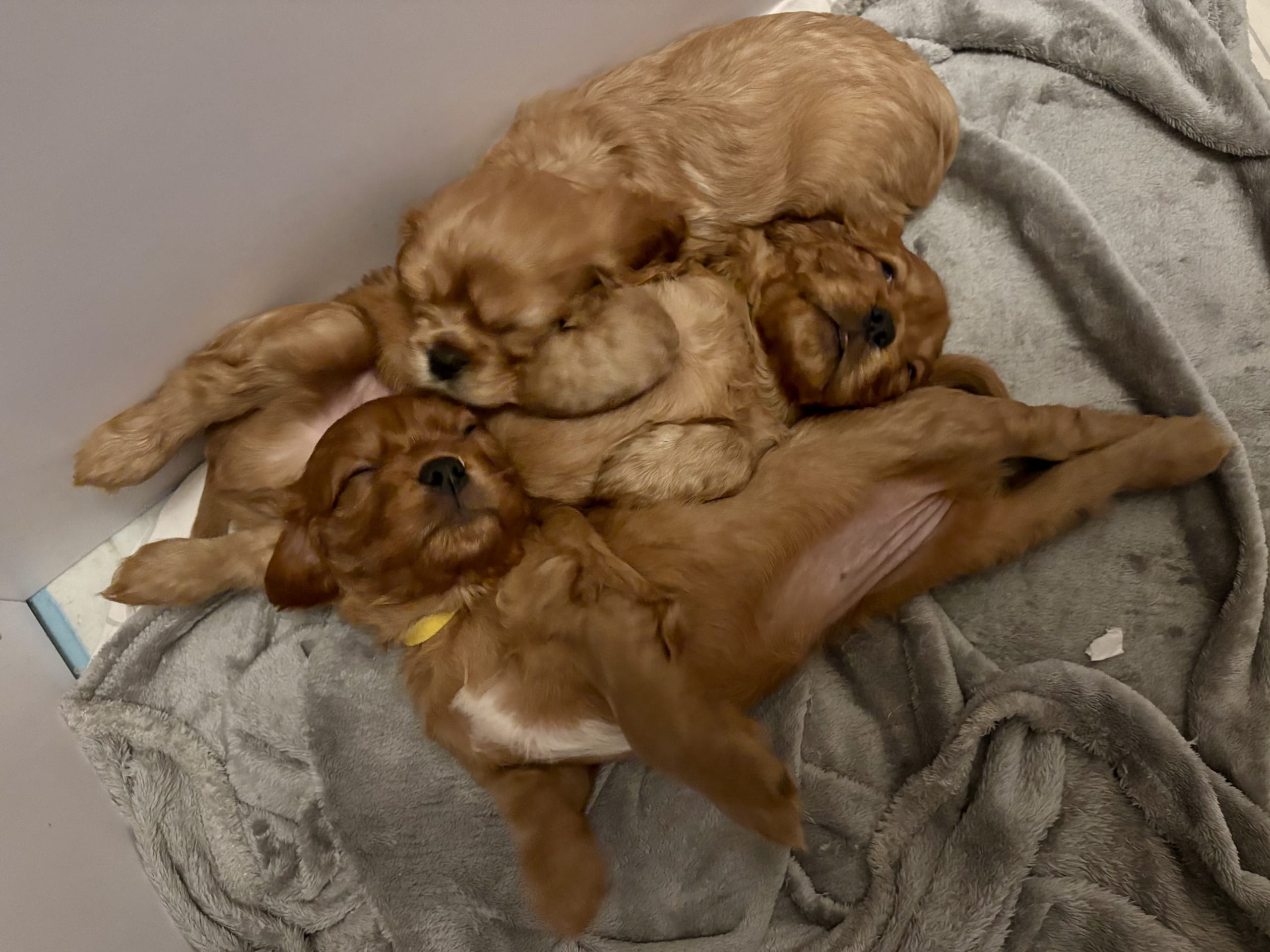 Cockalier · 2026-01-17 · Jät · Angelica S.