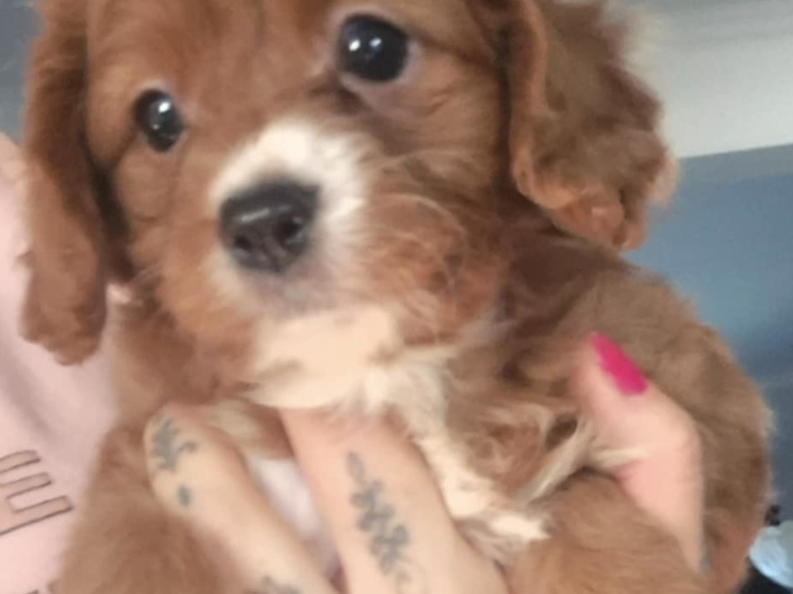 Cavapoo · 2026-01-03 · Enköping · Elin K.