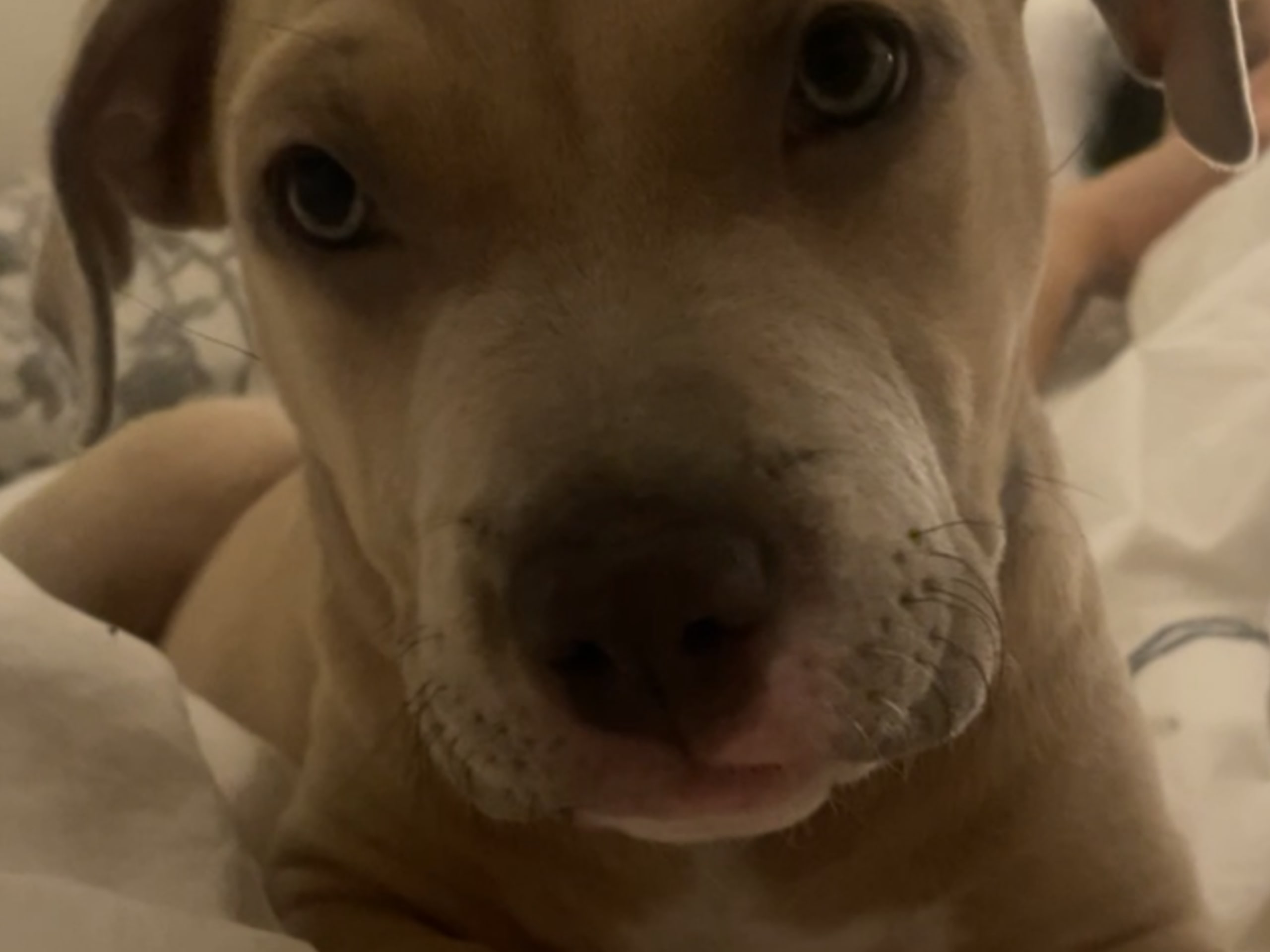 American Staffordshire Terrier