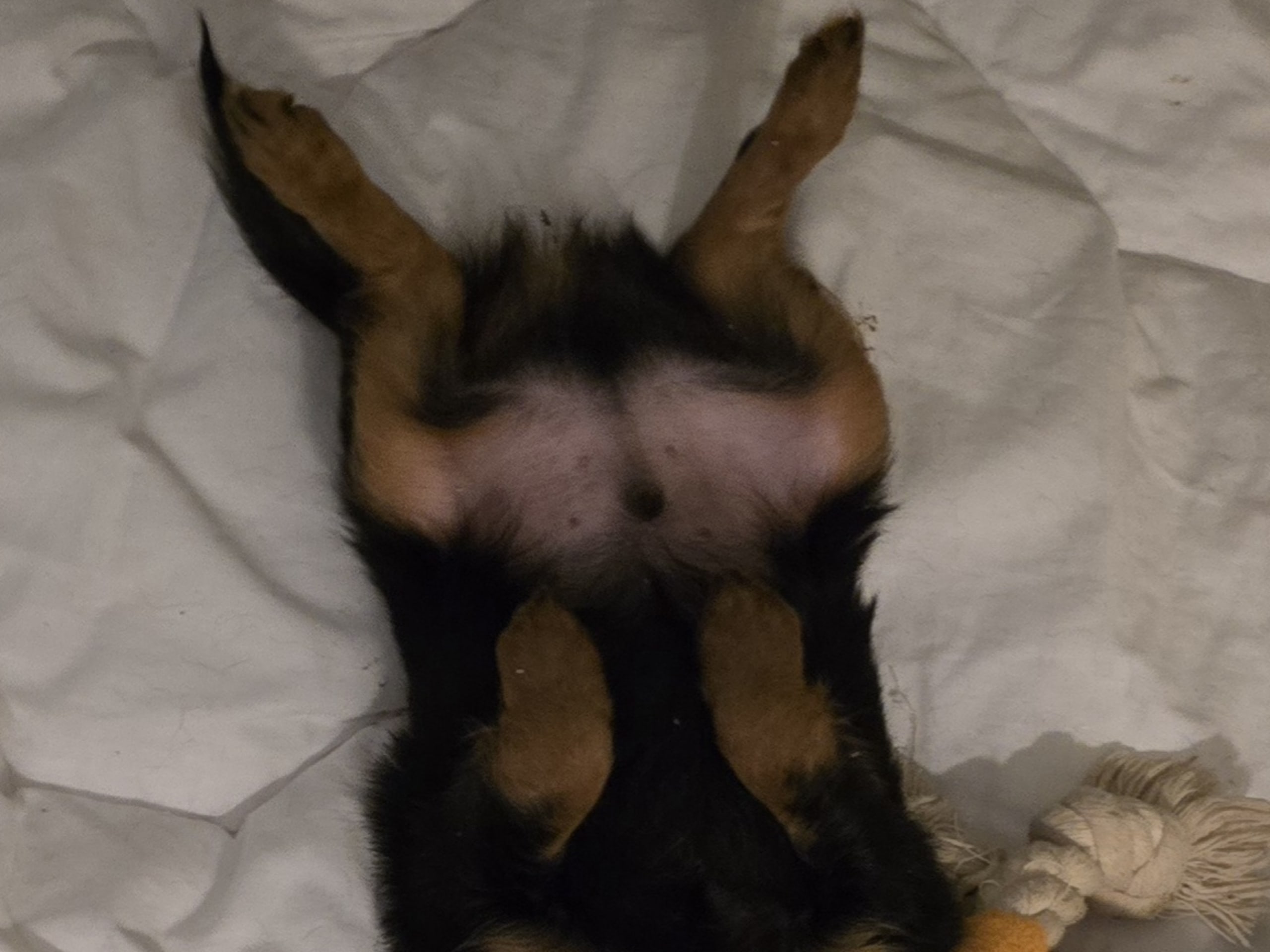 Russkiy Toy · 2025-12-08 · Umeå · Faith's