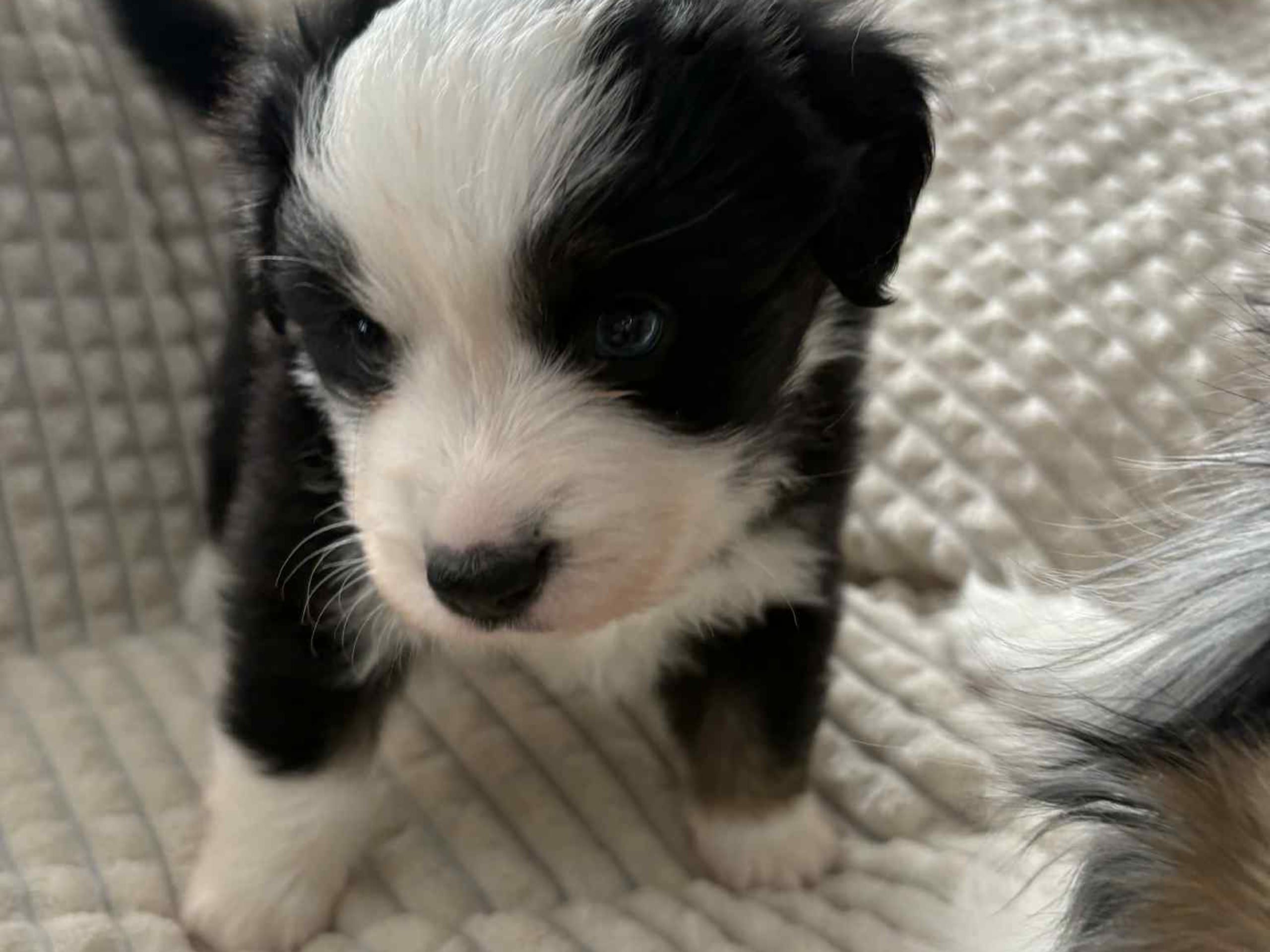 Miniature American Shepherd · 2026-01-05 · Ellös · Wolftrace of zarek