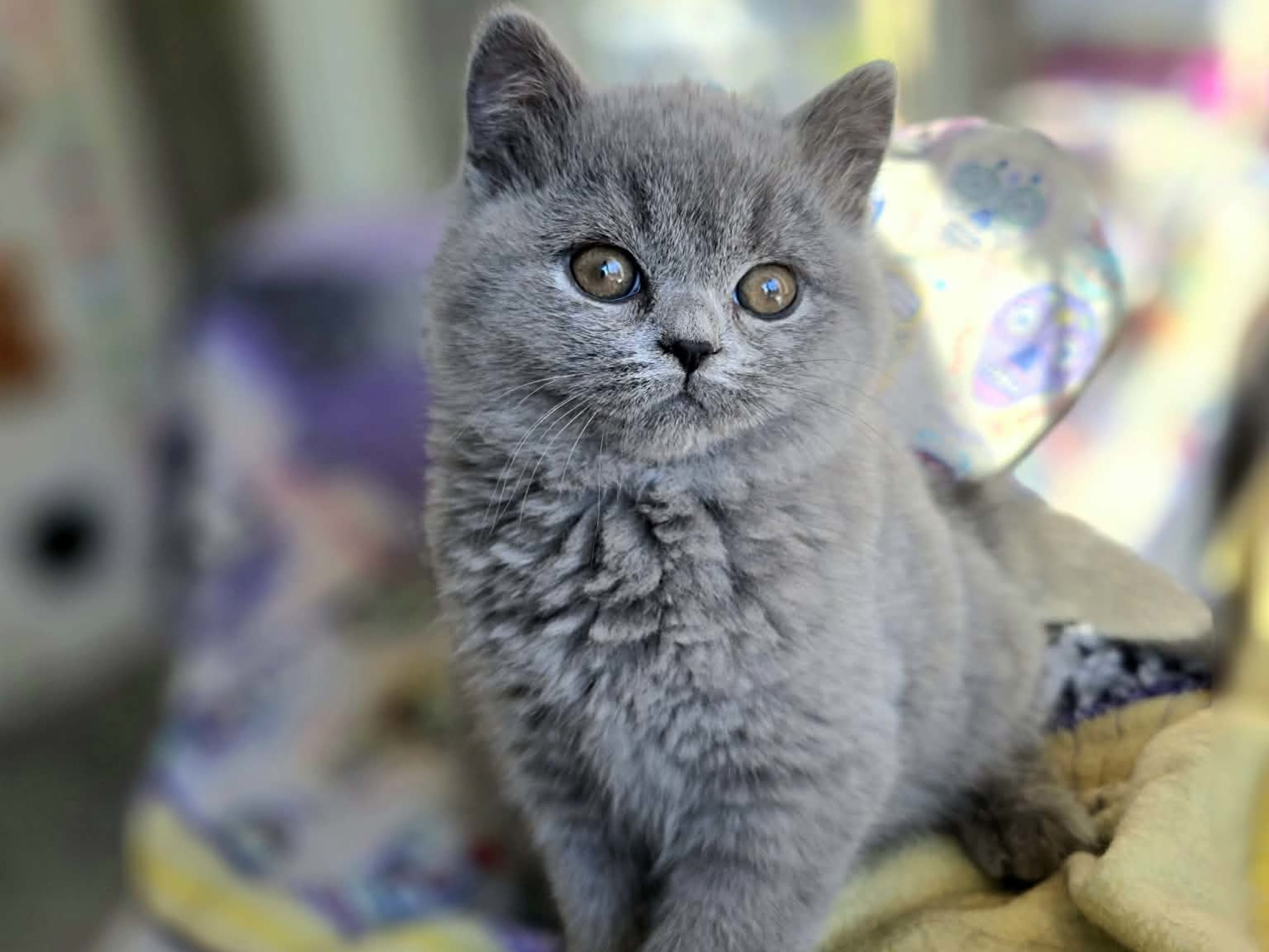 Brittiskt korthår · 2025-12-20 · Gårdsjö · Adam L.