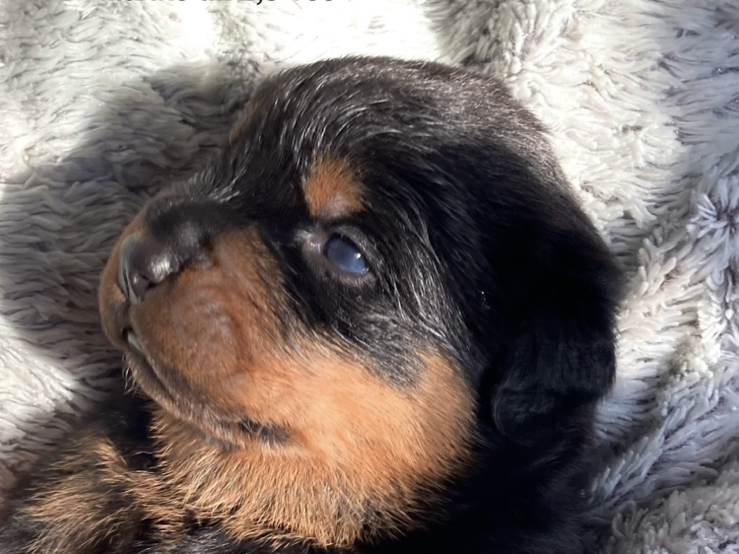 Rottweiler · 2025-12-21 · östervåla · Dexline's