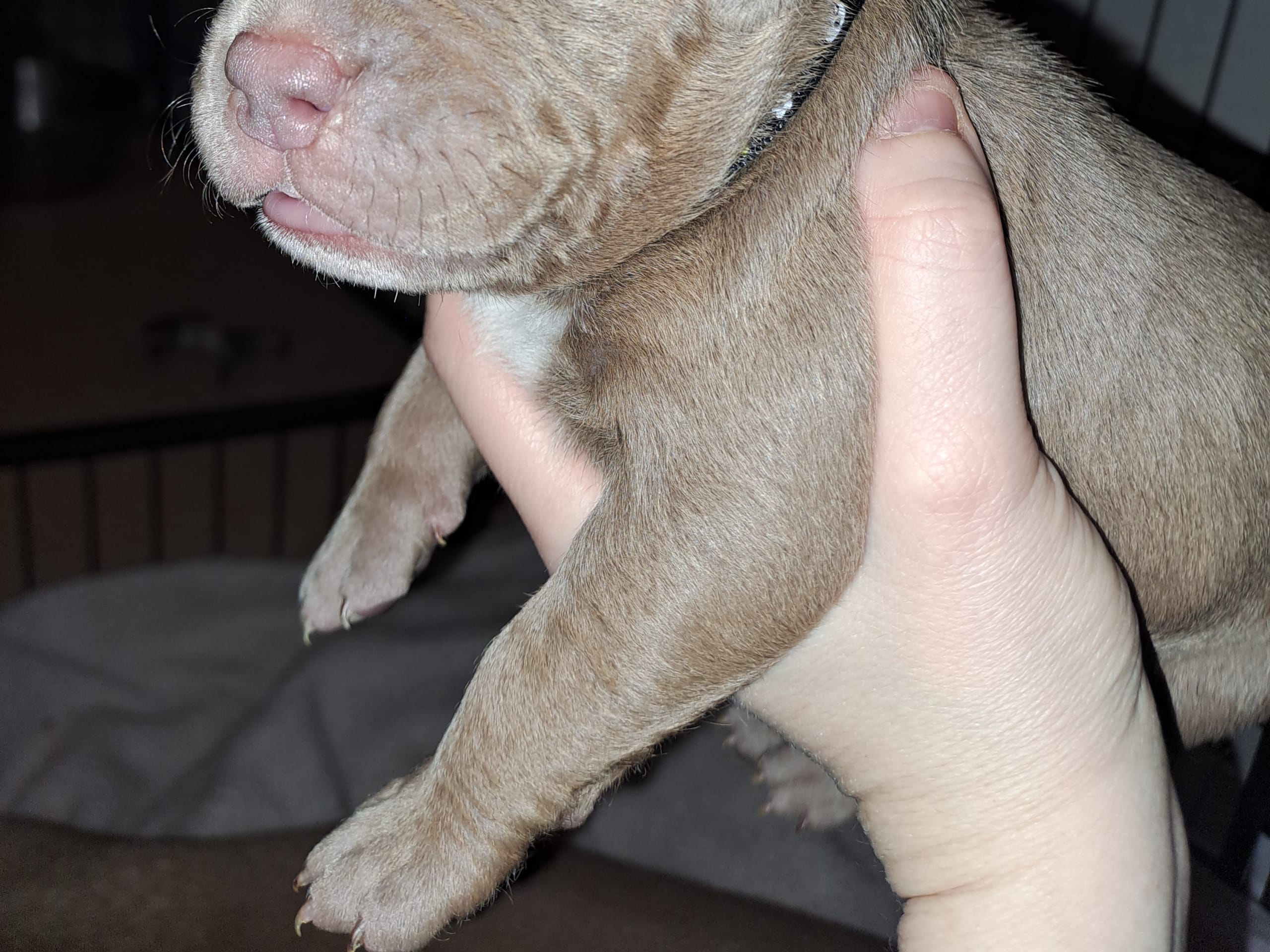 American bully