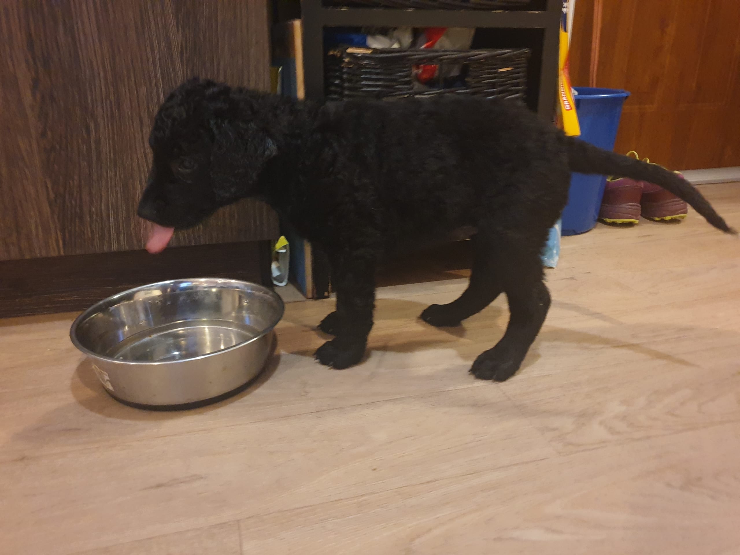 Curly Coated Retriever
