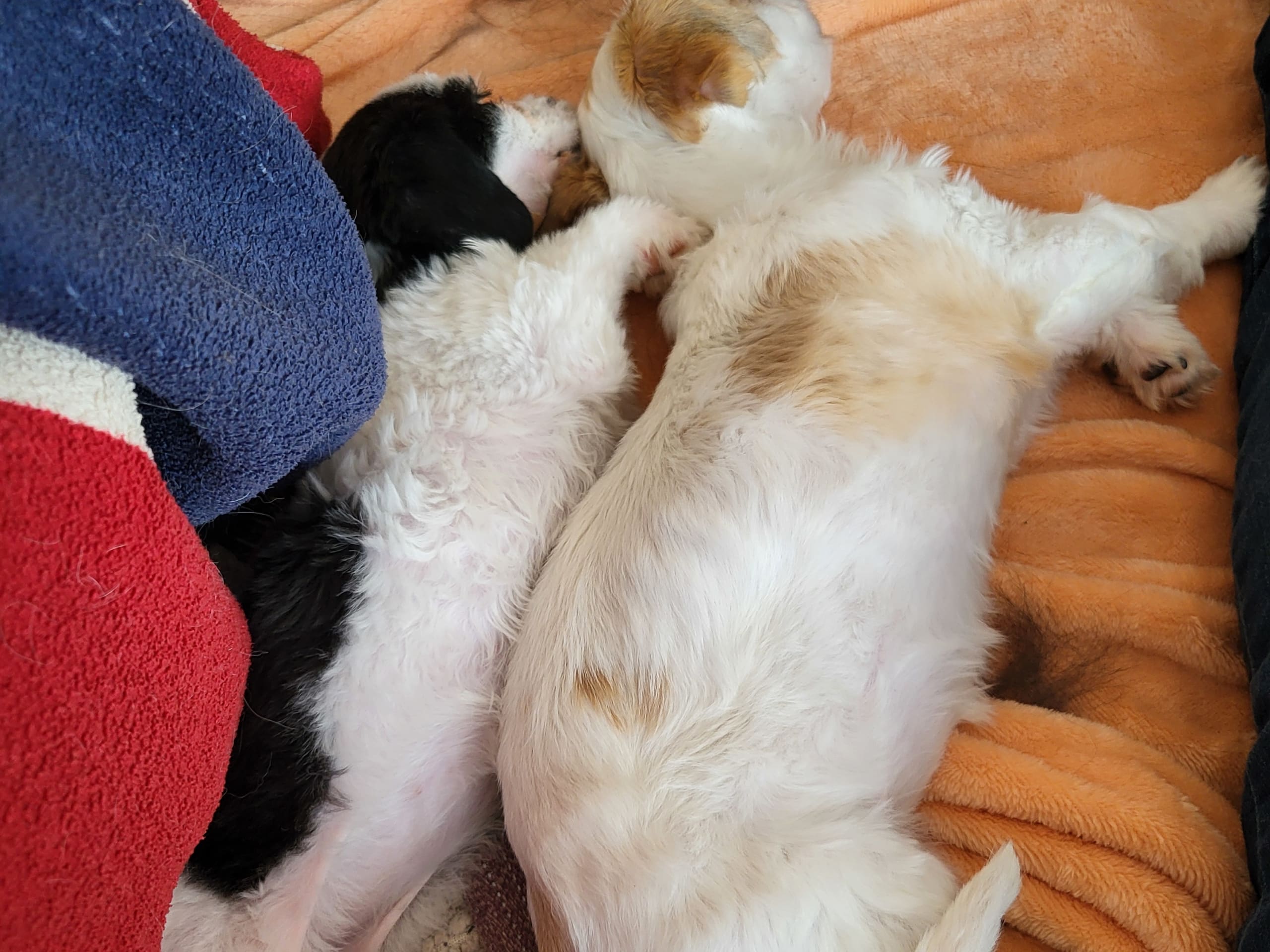 Blandras · 2025-09-11 · Ljungbyhed · My Sweet Monster