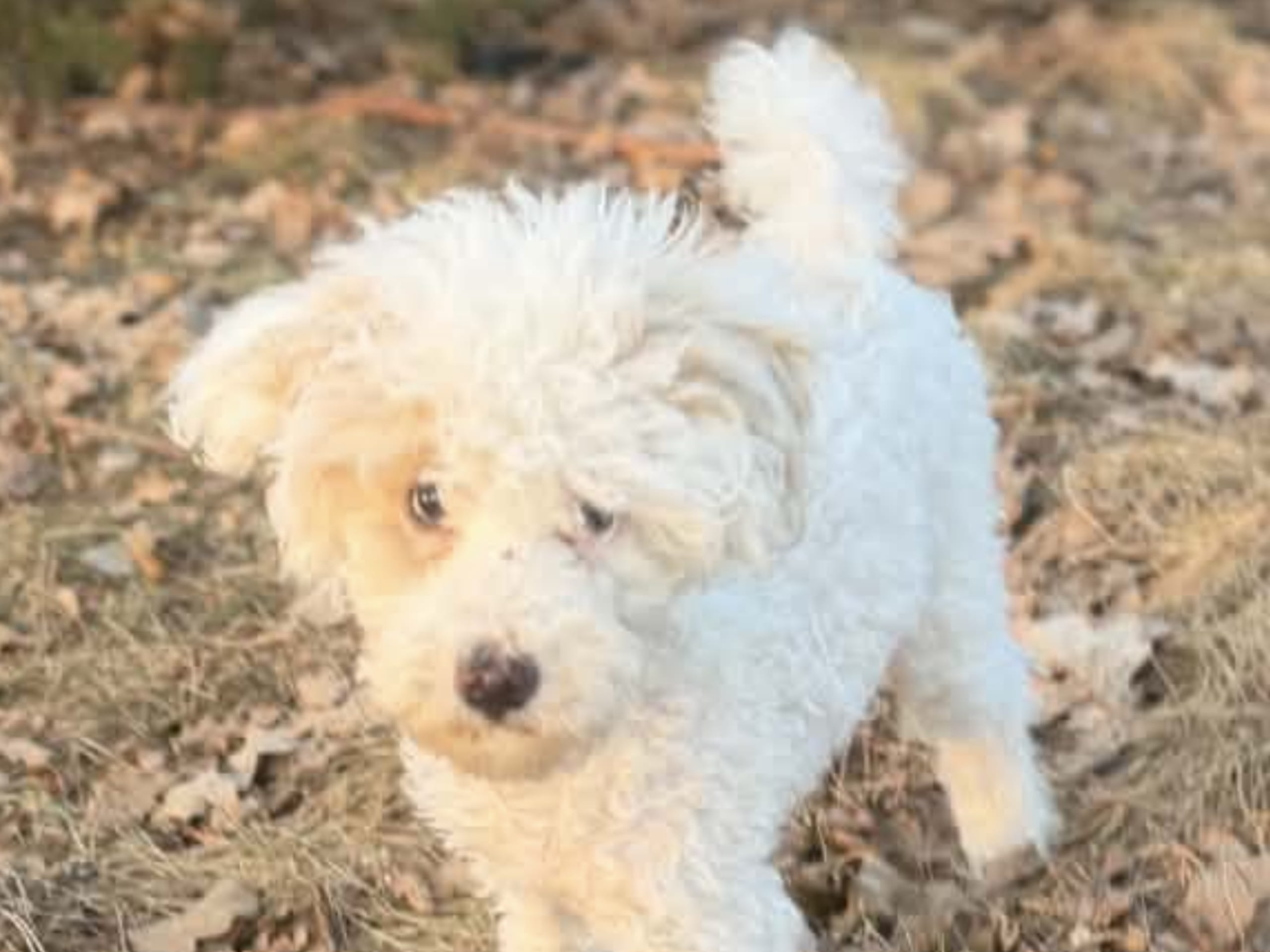 Pudel, dvärg · 2025-12-02 · Hässelby · Solstrålen