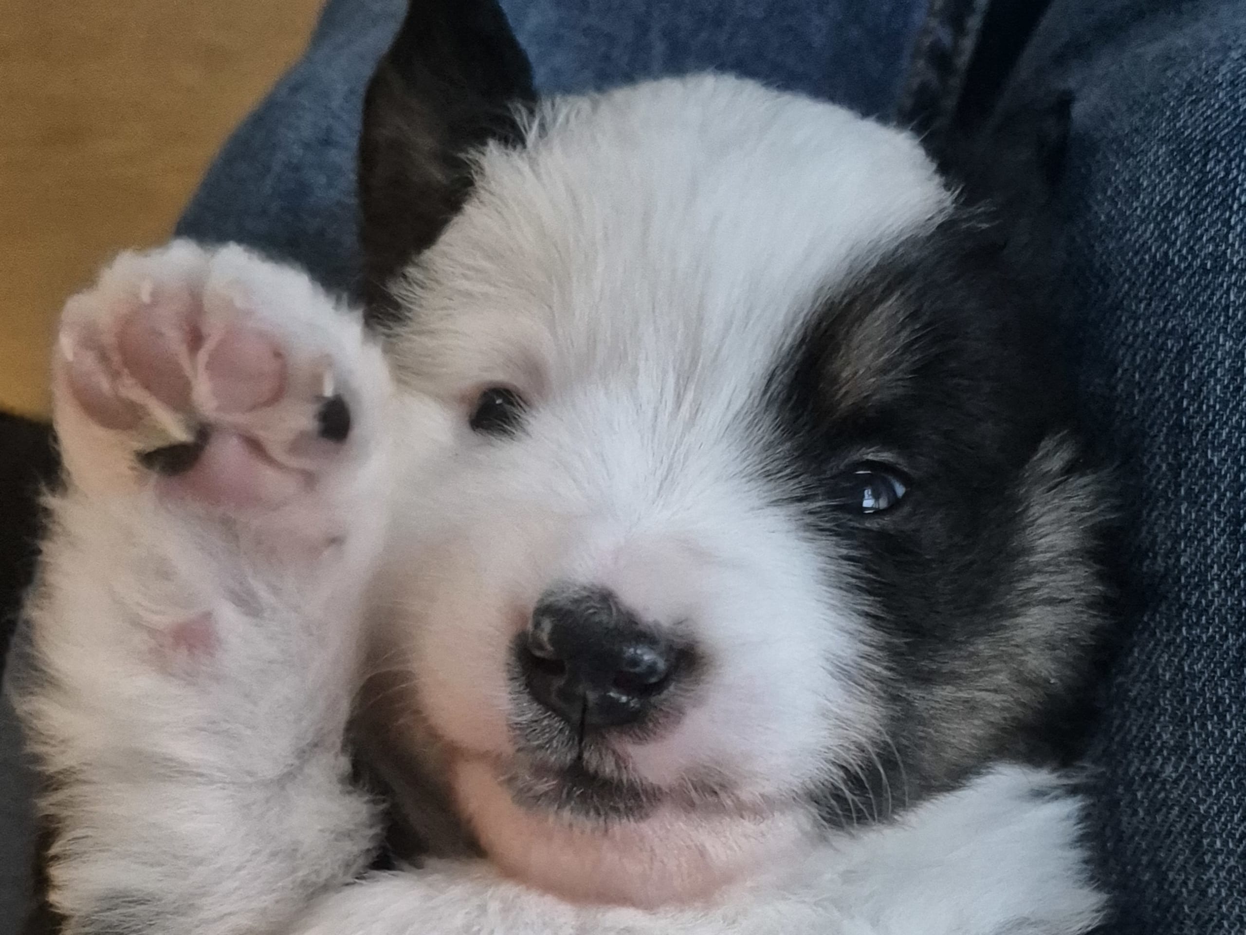 Miniature American Shepherd · 2026-01-14 · Lövestad · Emma Nilsson