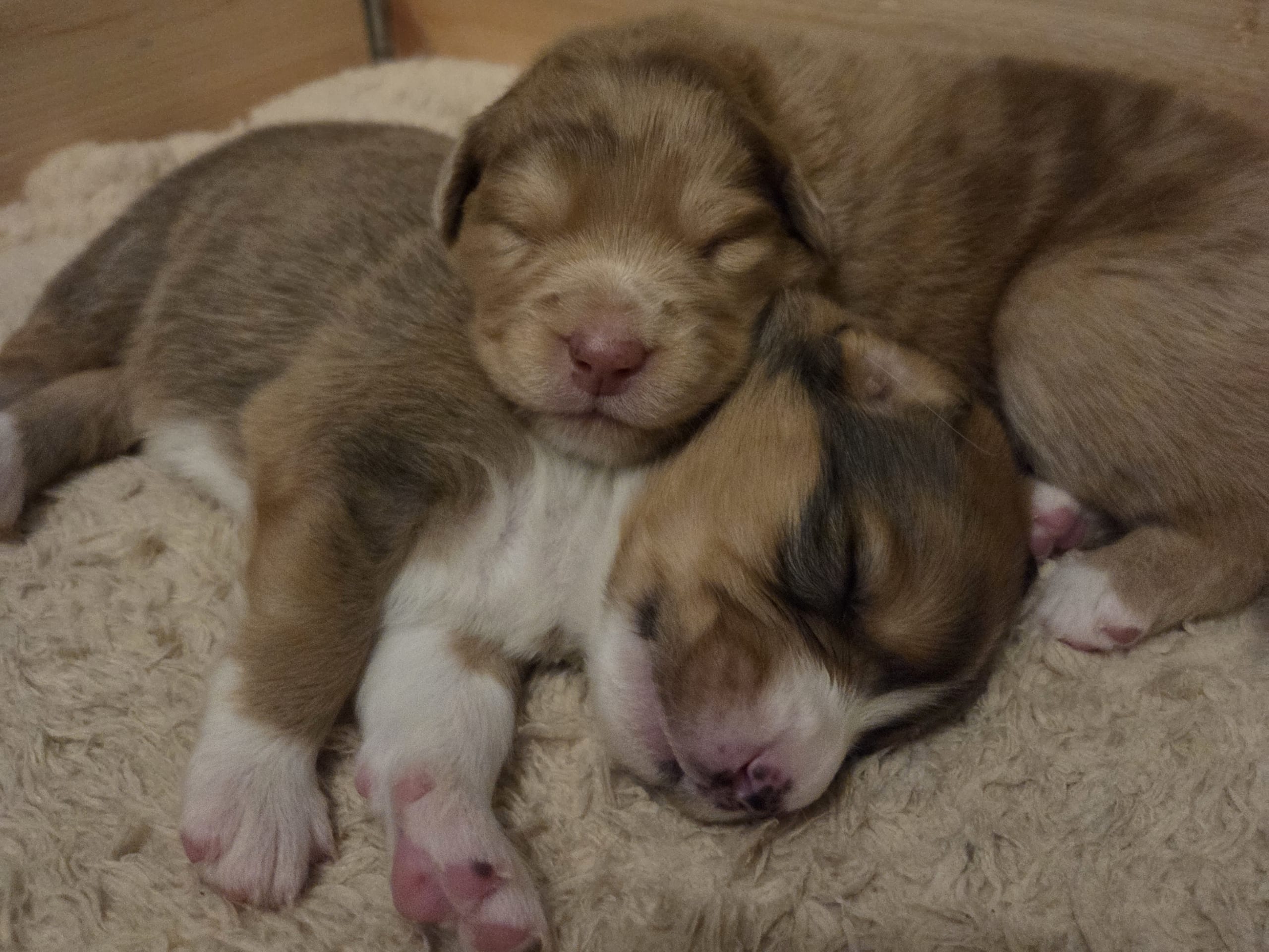 Australian Shepherd/ Tollare · 2026-01-17 · Gällivare · Sanna J.