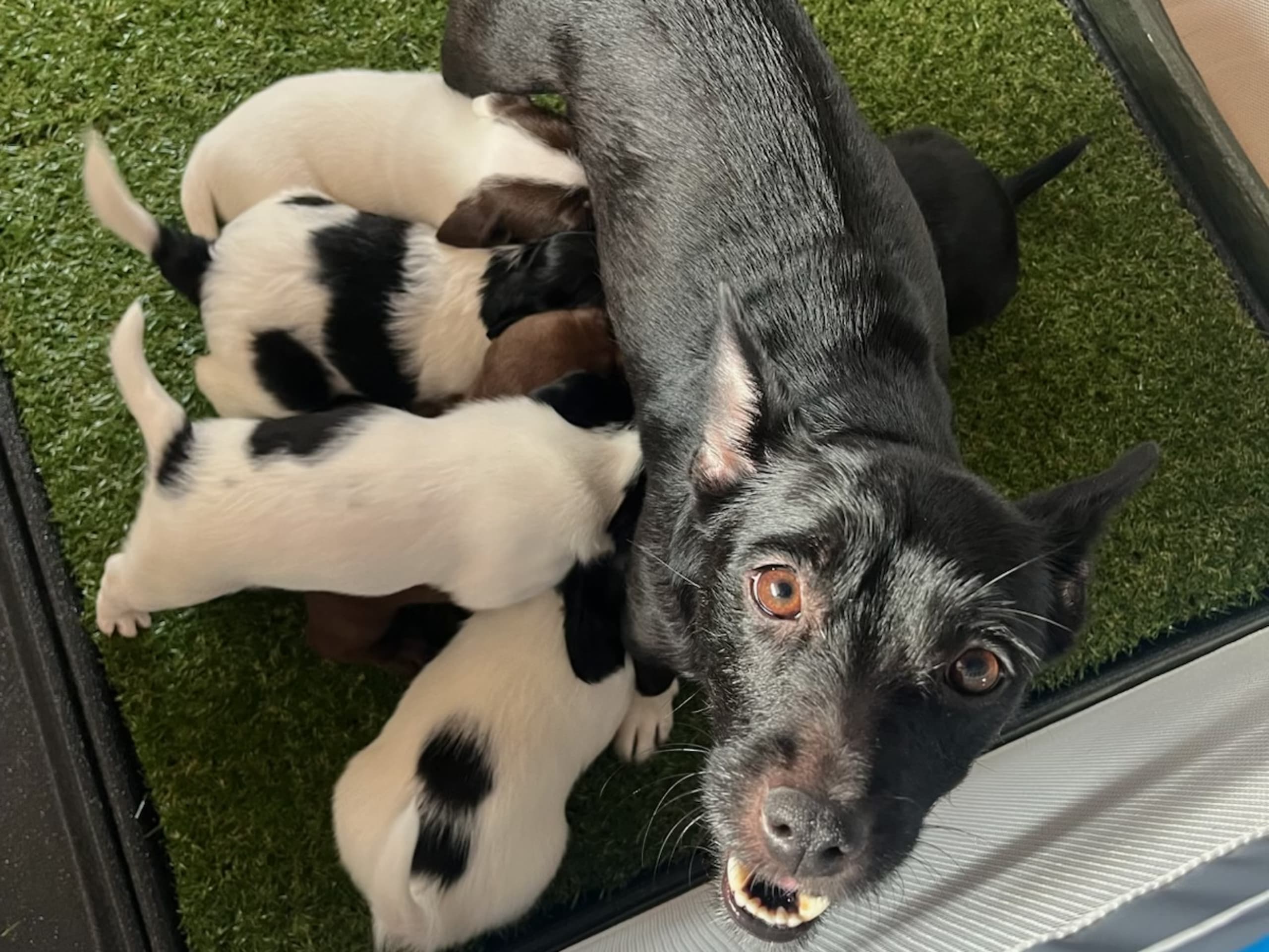 Cocker Jack · 2026-02-03 · Motala · Elin F.