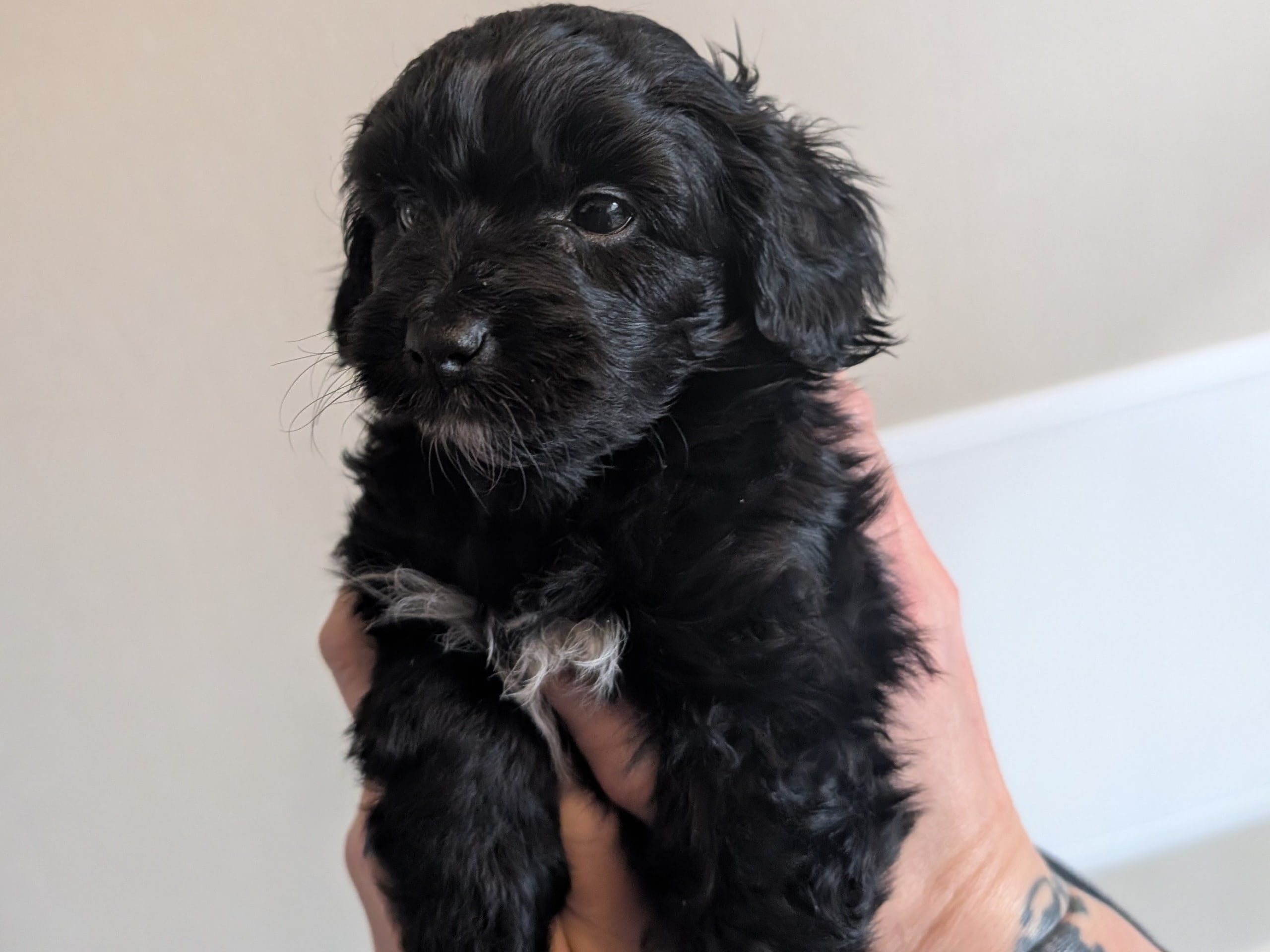 Pudel mix · 2026-01-23 · Skogstorp · ...