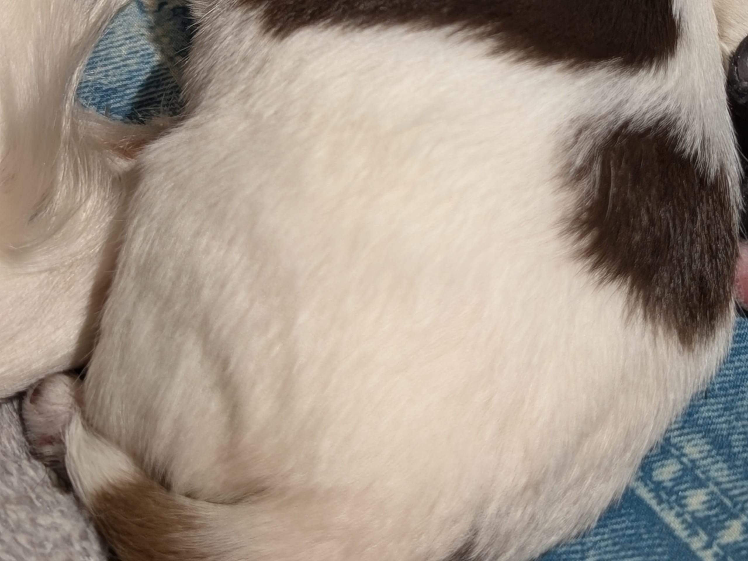 Chihuhua långhårig · 2026-01-24 · Stenhamra · Cattlegirls