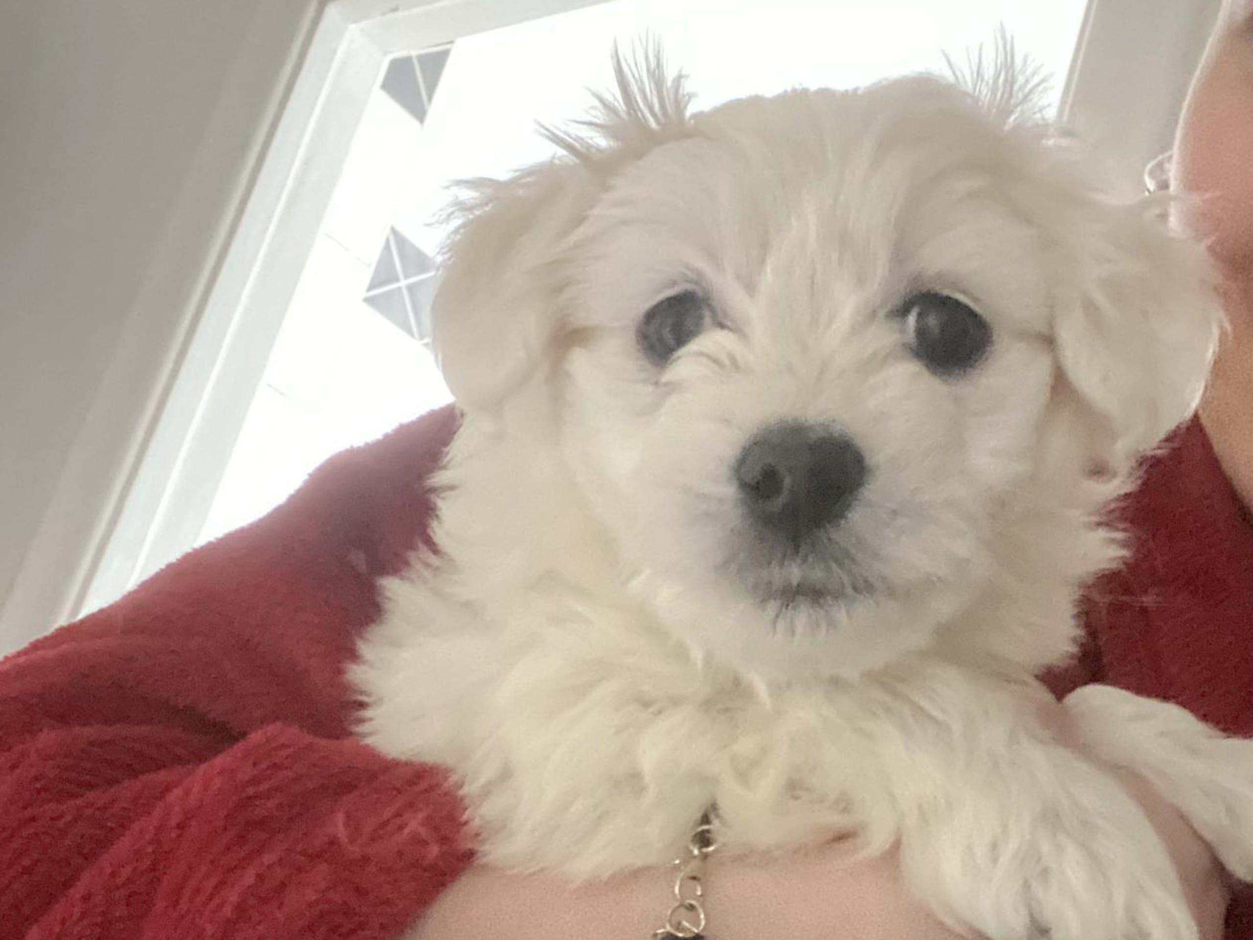 Malteser · 2025-12-10 · Helsingborg · Hanna V.