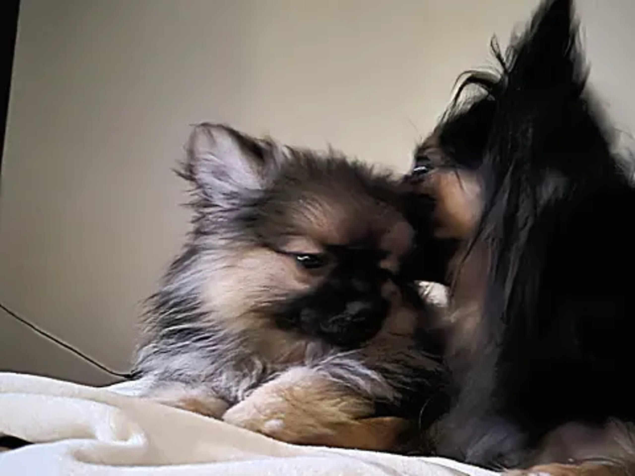 Pomeranian / Papillon · 2025-12-14 · Örebro · Marie L.