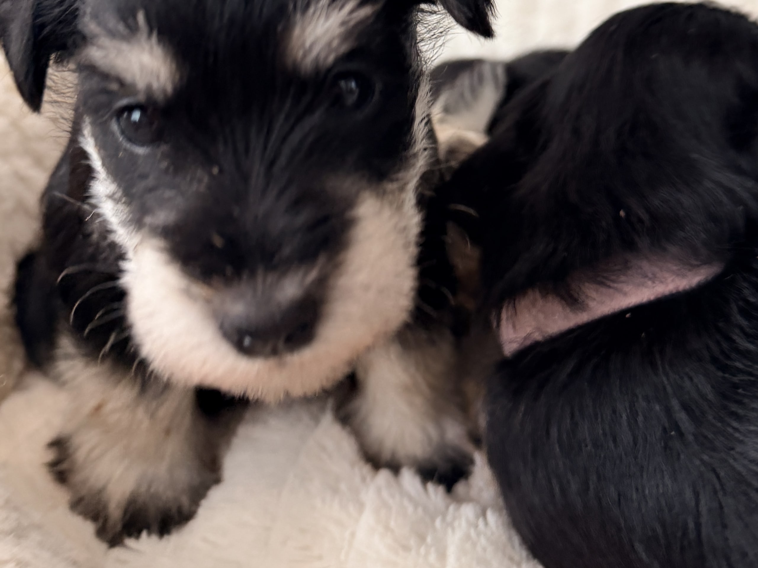 Miniature Schnauzer · 2025-11-30 · Täby · fobecos