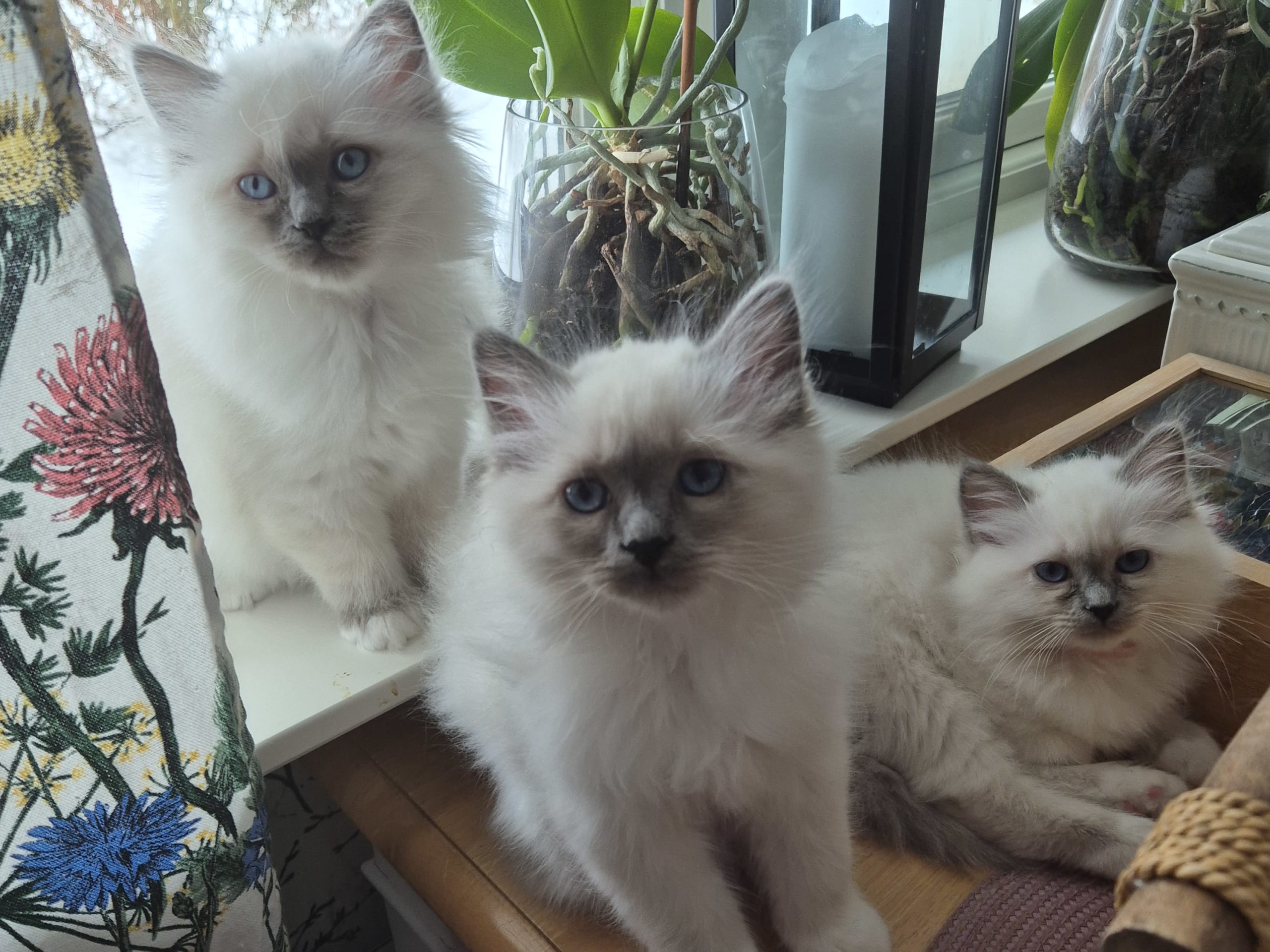 Birman · 2025-12-13 · Karlstad · SE*HouseOfSafir