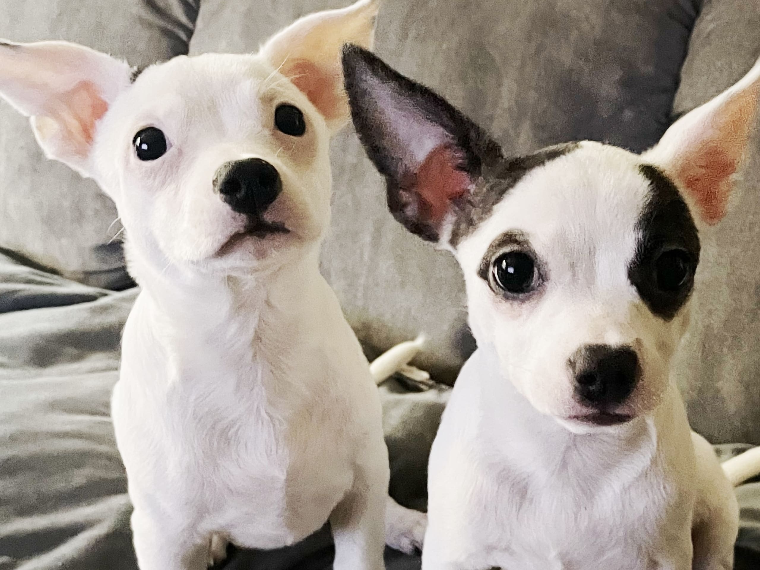 Chihuahua/Bully · 2025-11-11 · Trosa · Anette S.