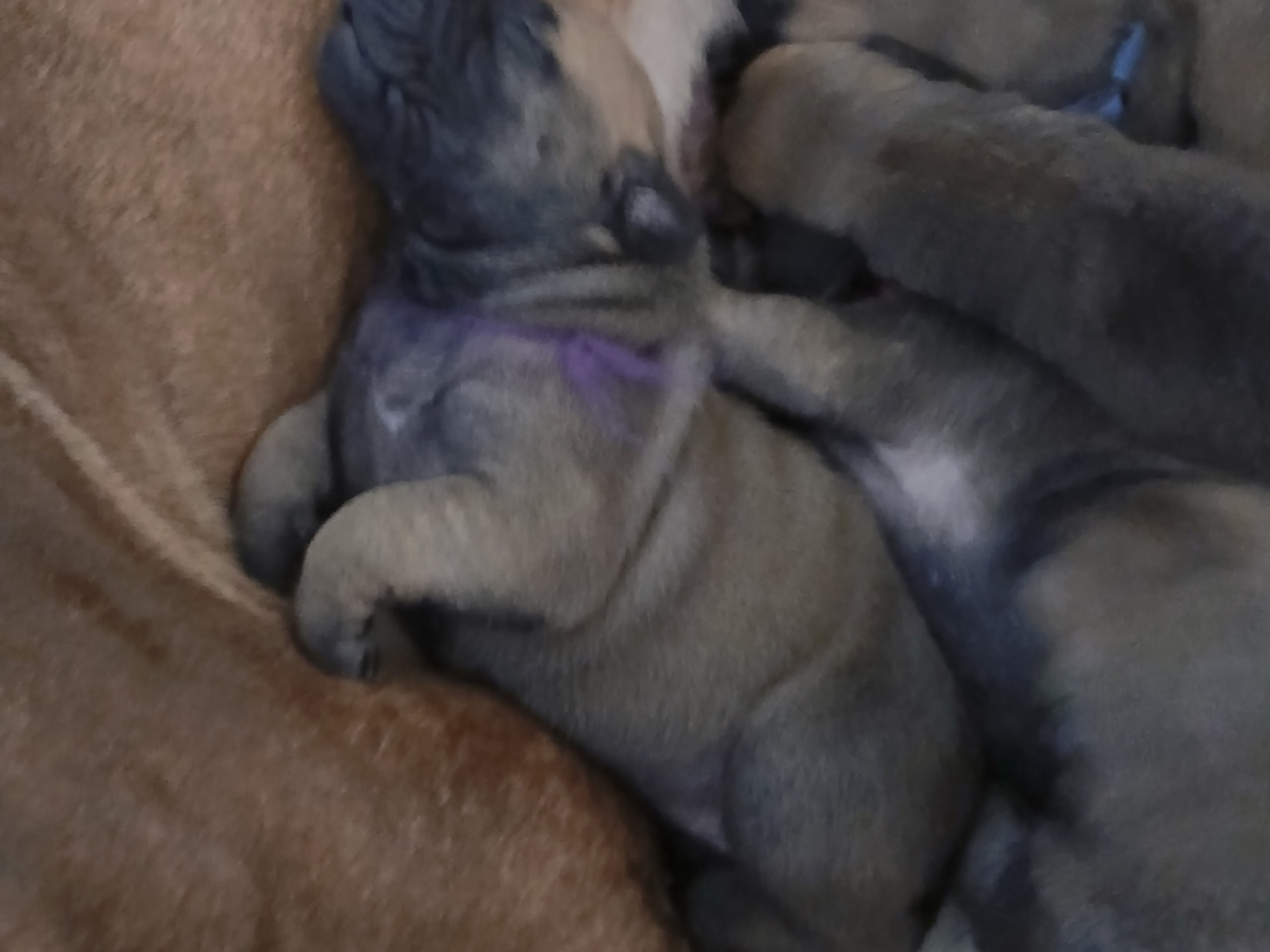 Boerboel · 2026-02-20 · Fredrikstad · Boergarden boerboels