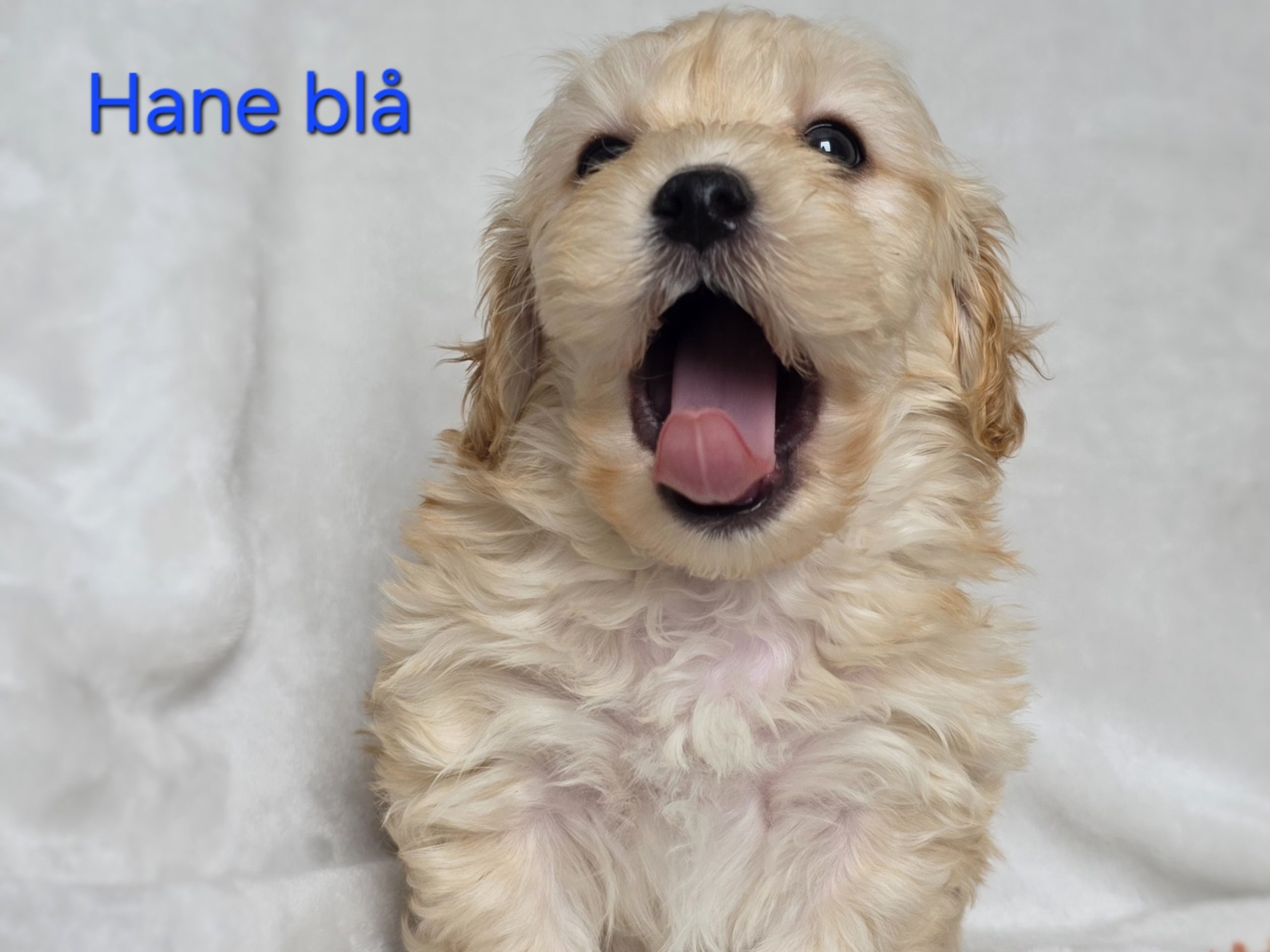 Maltipoo · 2025-12-22 · Perstorp · Andreea Maria P.