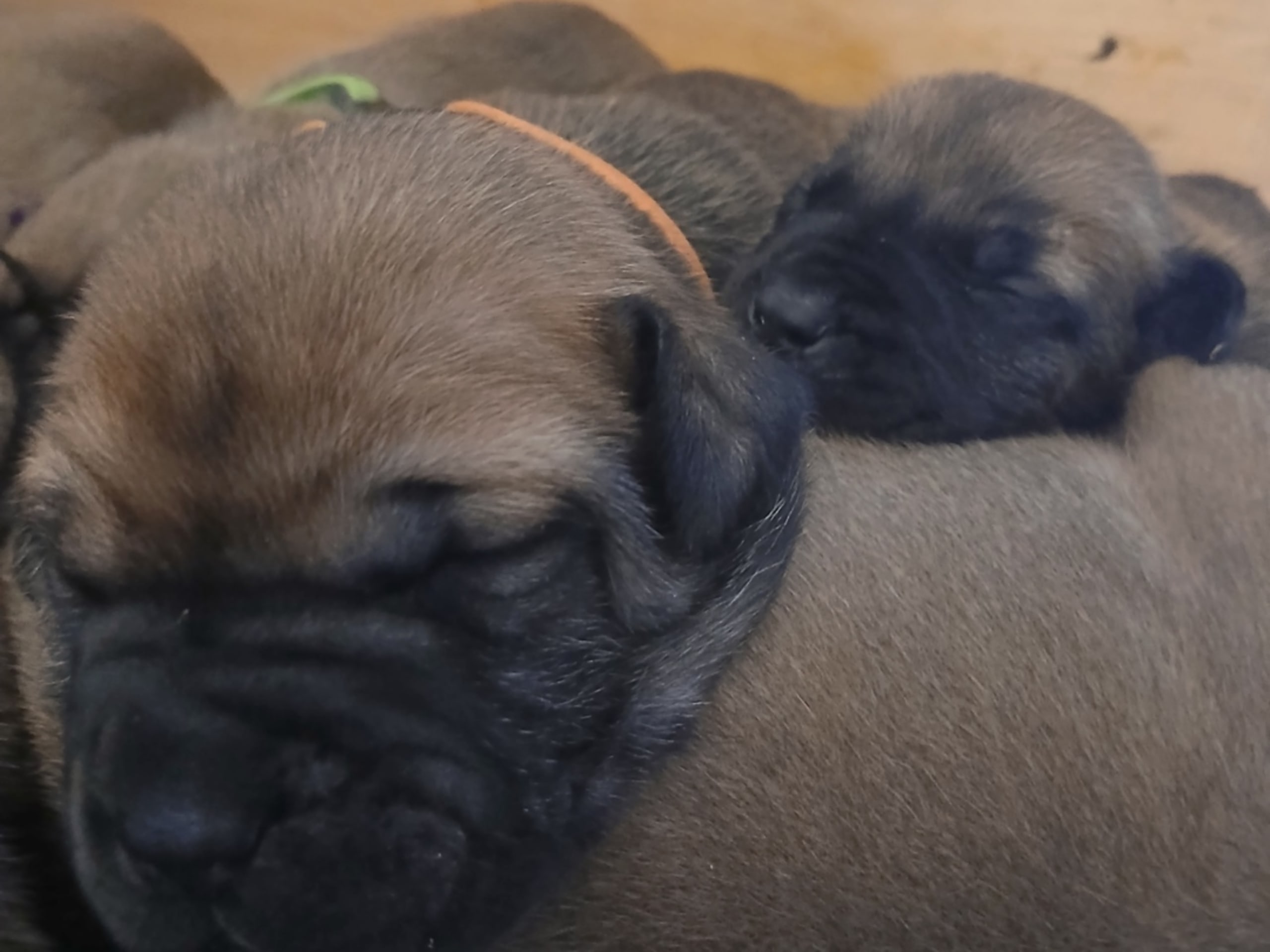 Boerboel · 2026-02-20 · Fredrikstad · Boergarden boerboels