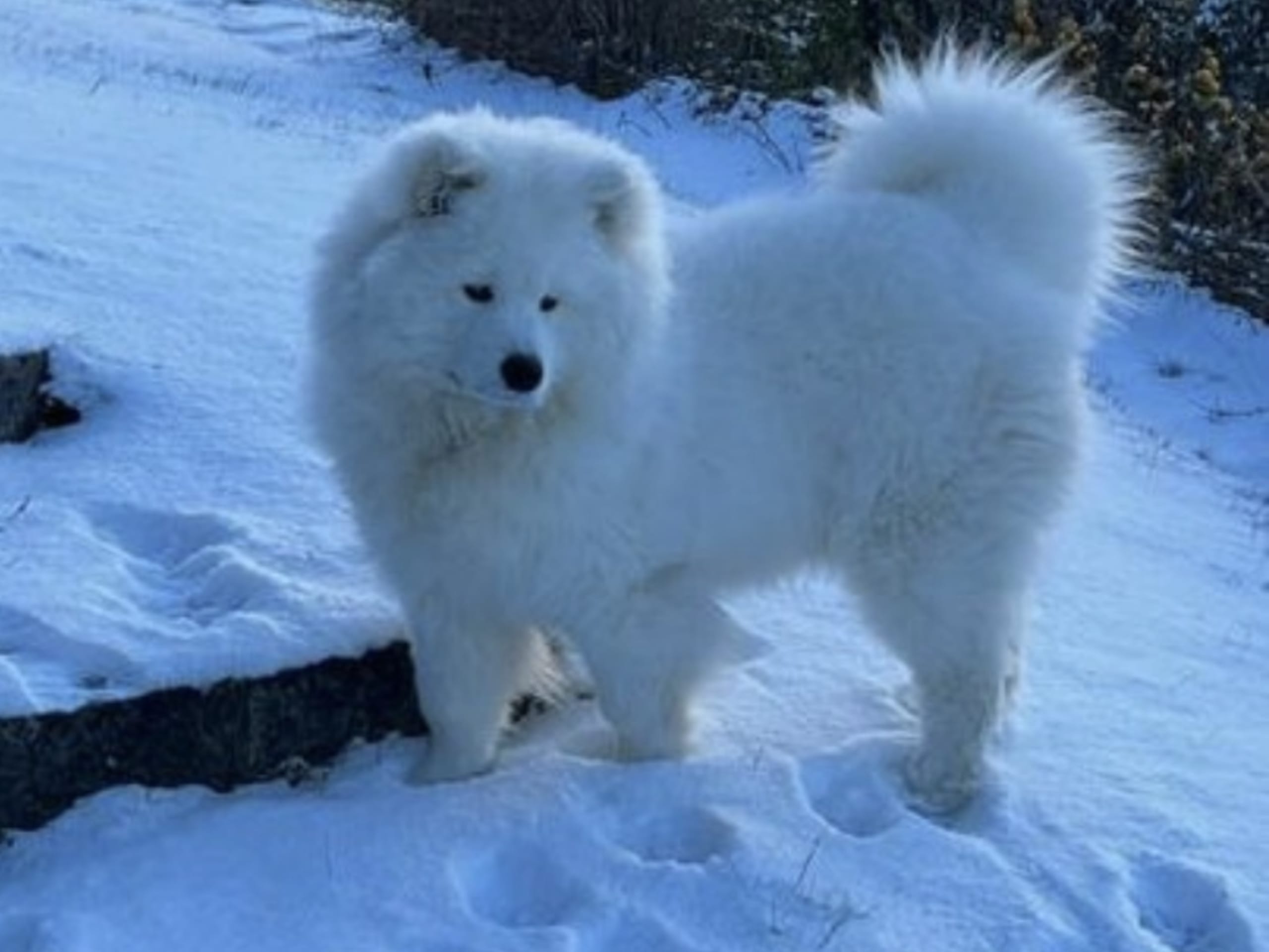 Samoyed · 2026-02-12 · Tingsryd · Przemyslaw P.