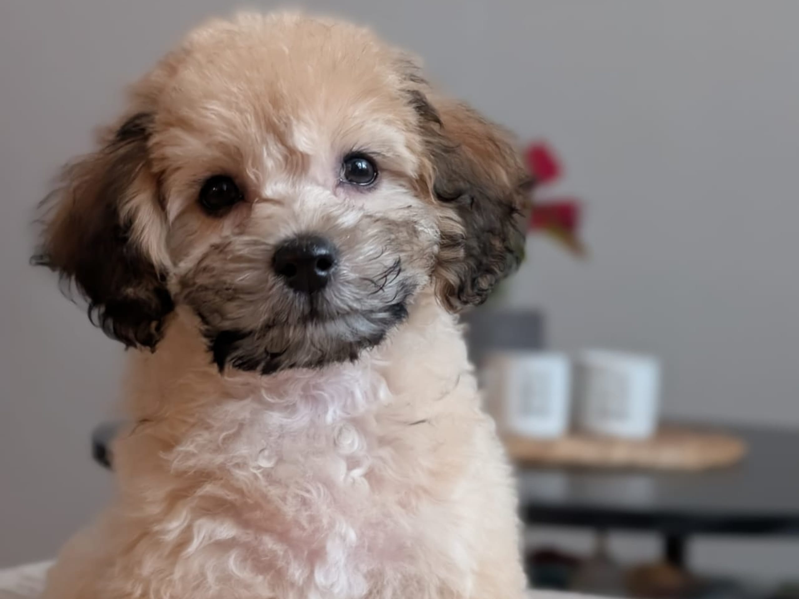 Havapoo · 2025-10-28 · Ösmo · My B.