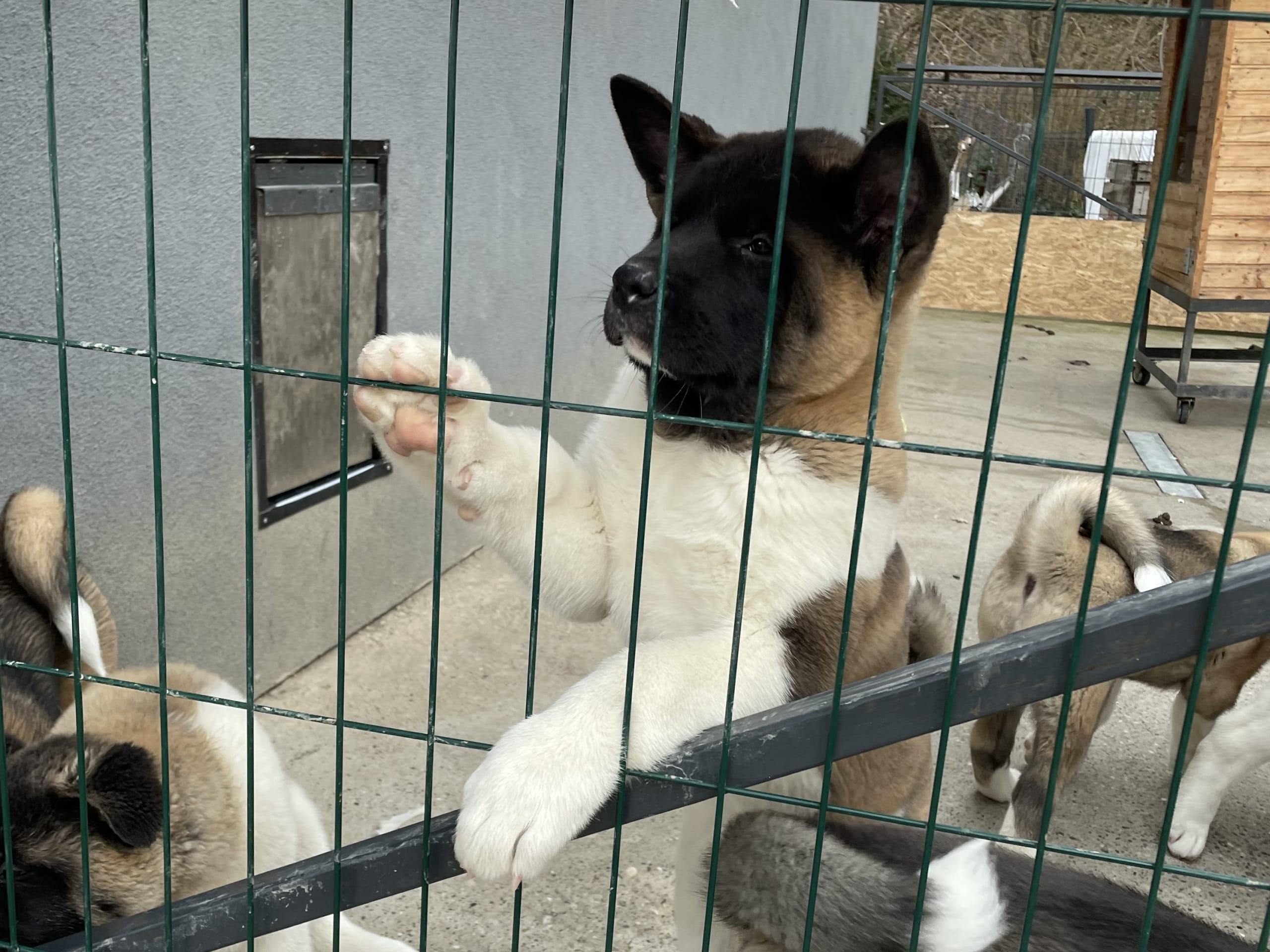 American Akita · 2025-11-22 · Älvängen · Ksenija Z.