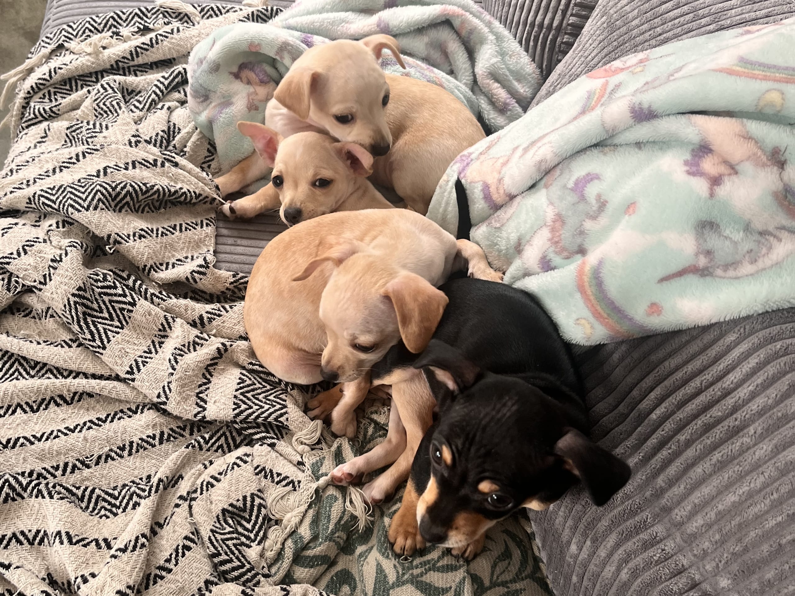 Dvärgpinscher/ chihuahua · 2025-11-28 · Björketorp · Charlotta H.