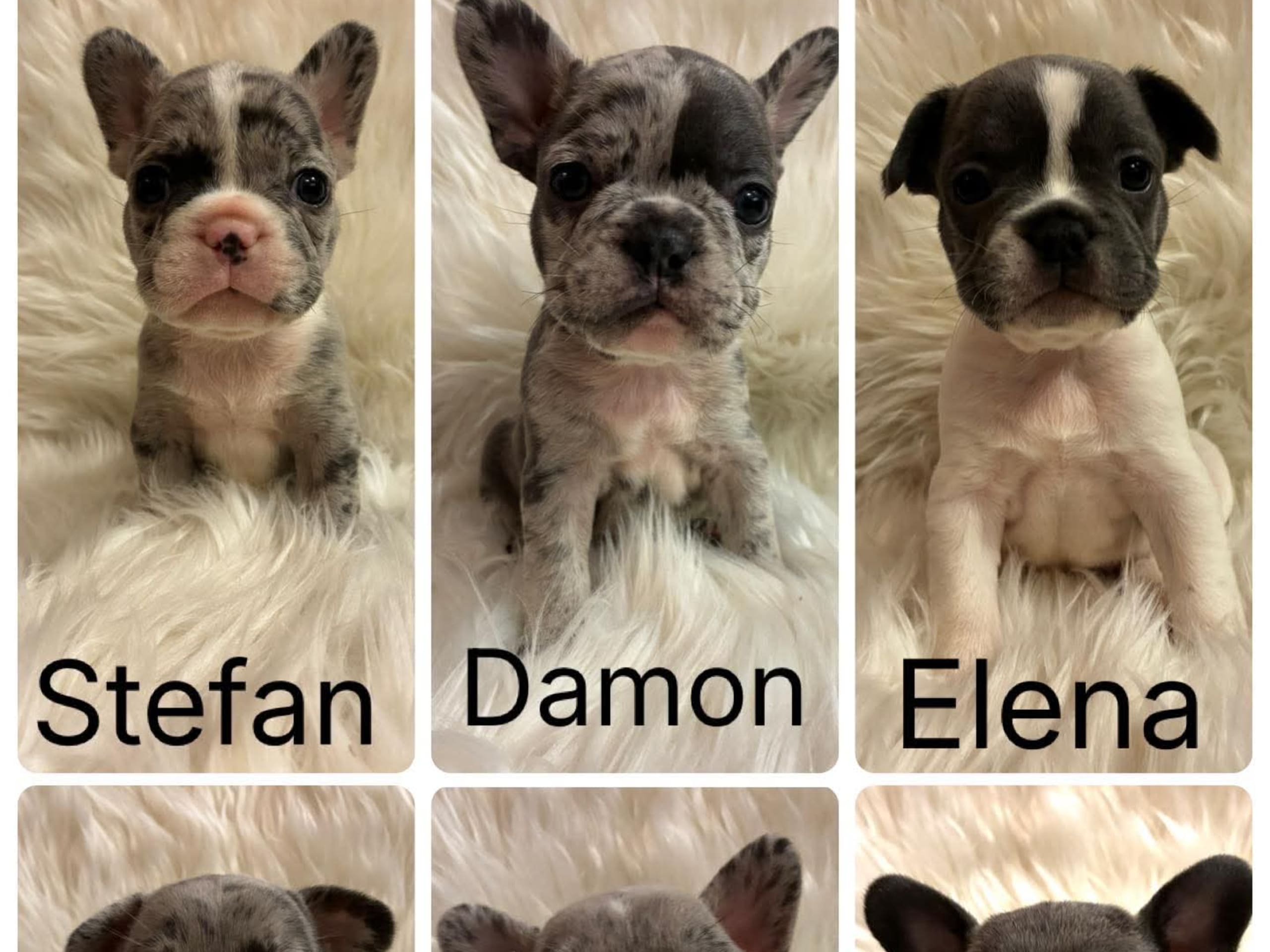 Fransk bulldogg · 2025-12-01 · Gävle · Eva K.