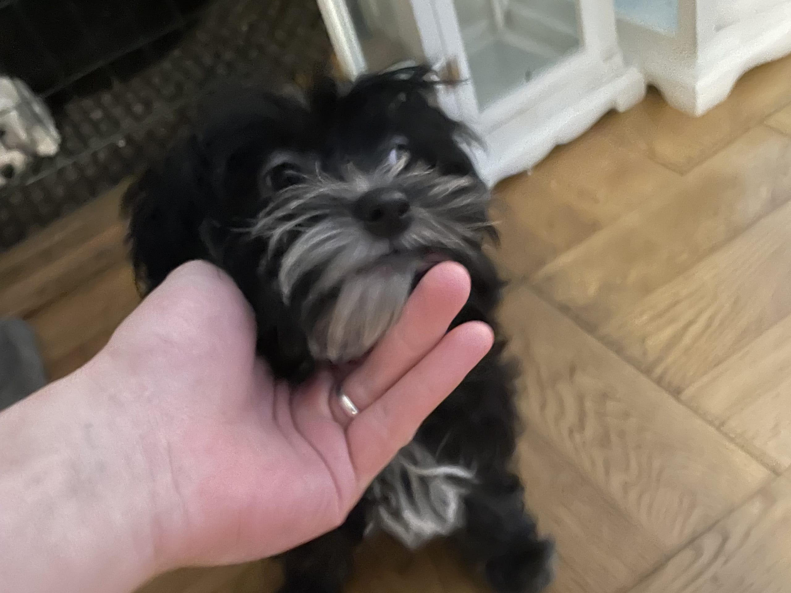 Maltipoo · 2025-12-01 · Borås · Alex K.