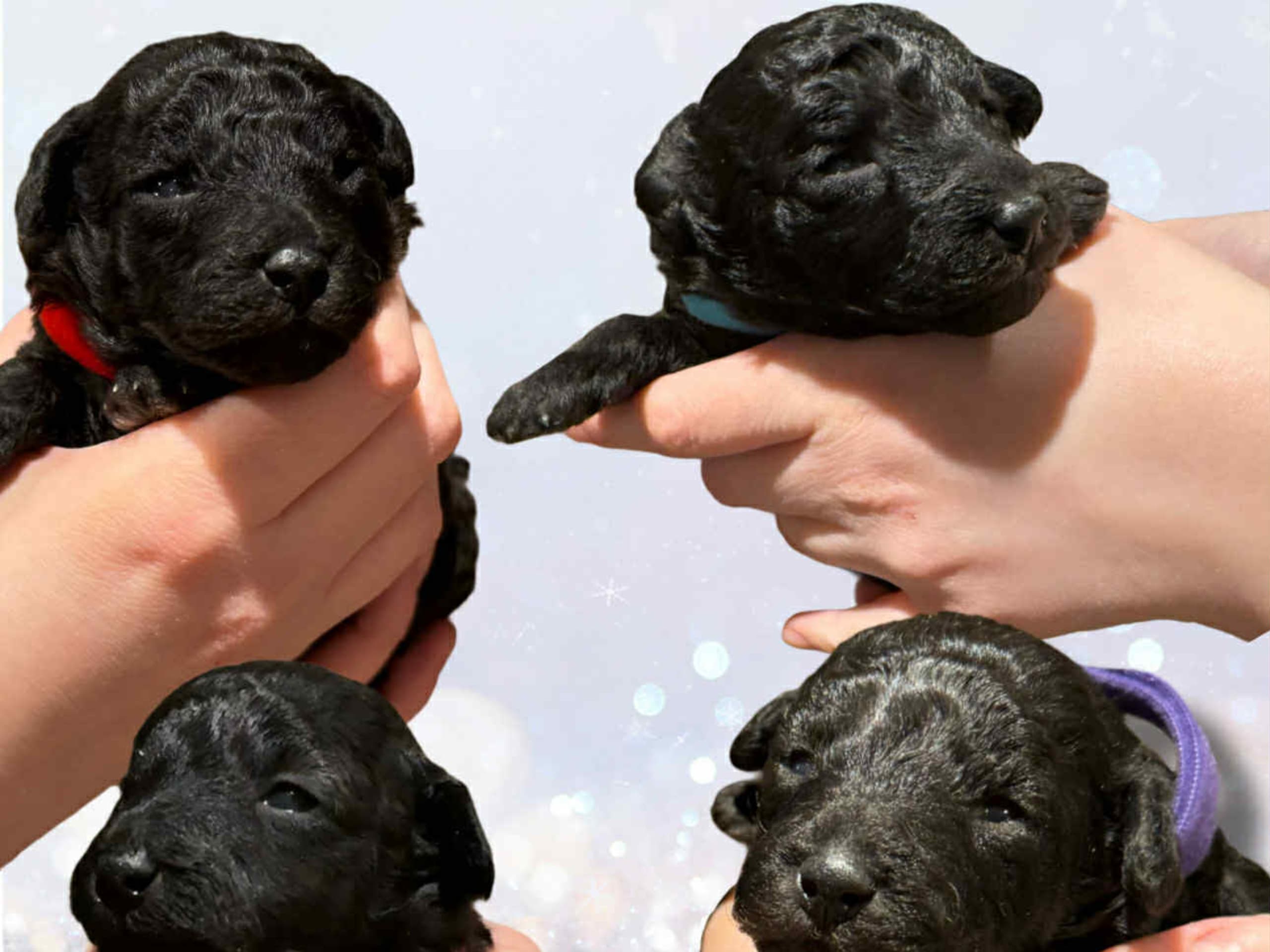 Miniature Poodle · 2025-12-15 · Broby · A’Liewehrs