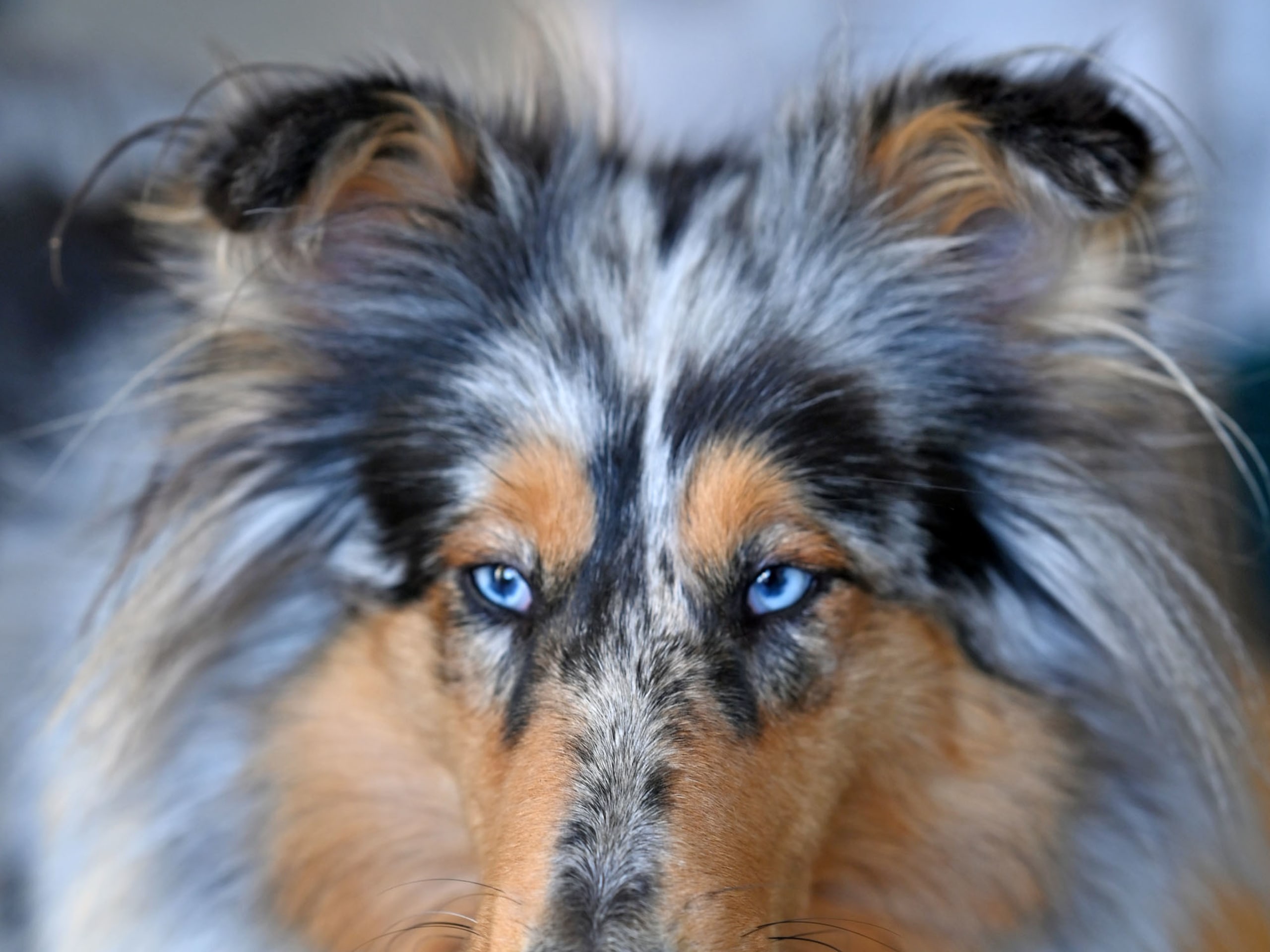 Lolliedoodle · 2026-05-01 · Gårdsjö · Devzdoodle