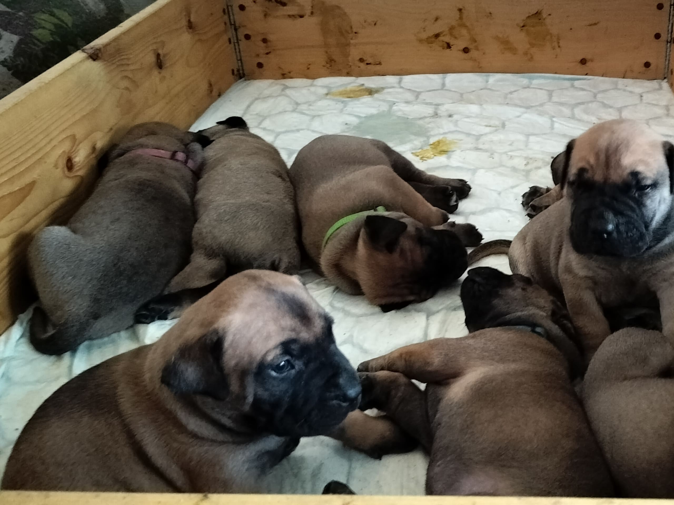 Boerboel · 2026-02-20 · Fredrikstad · Boergarden boerboels