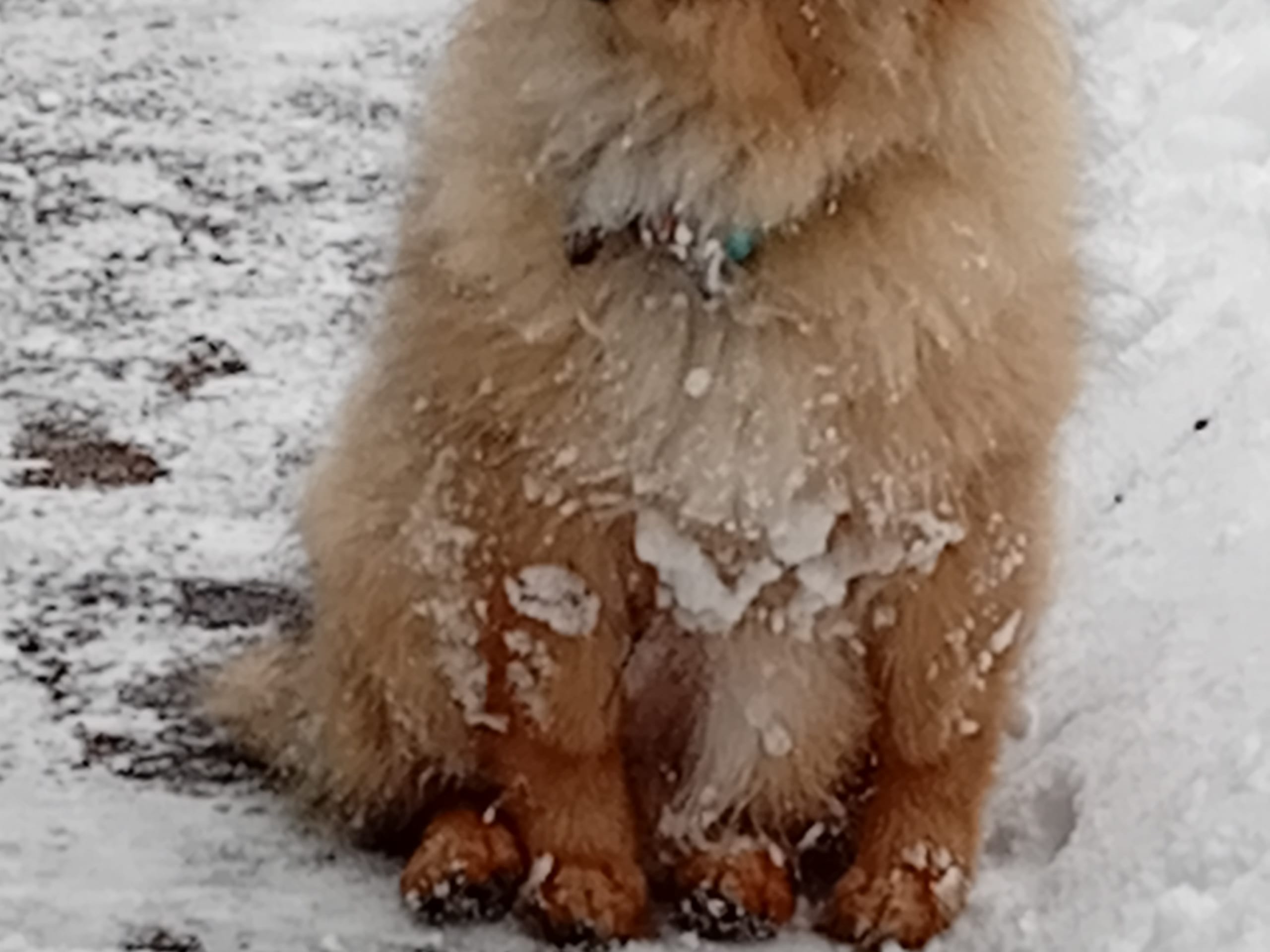 German Spitz – Mittelspitz