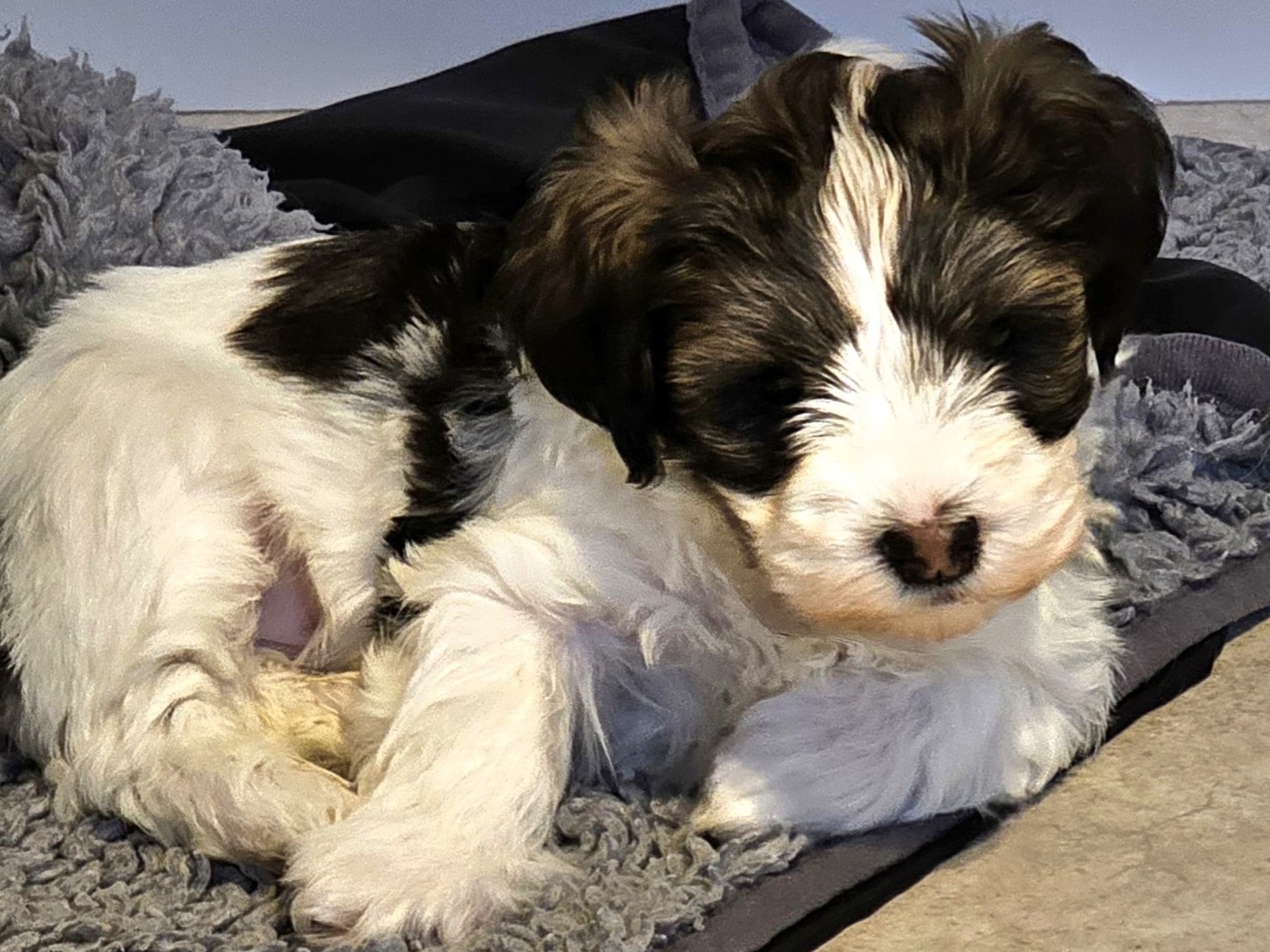 Bichon havanais · 2026-01-04 · Mora · Ek-kvistens kennel