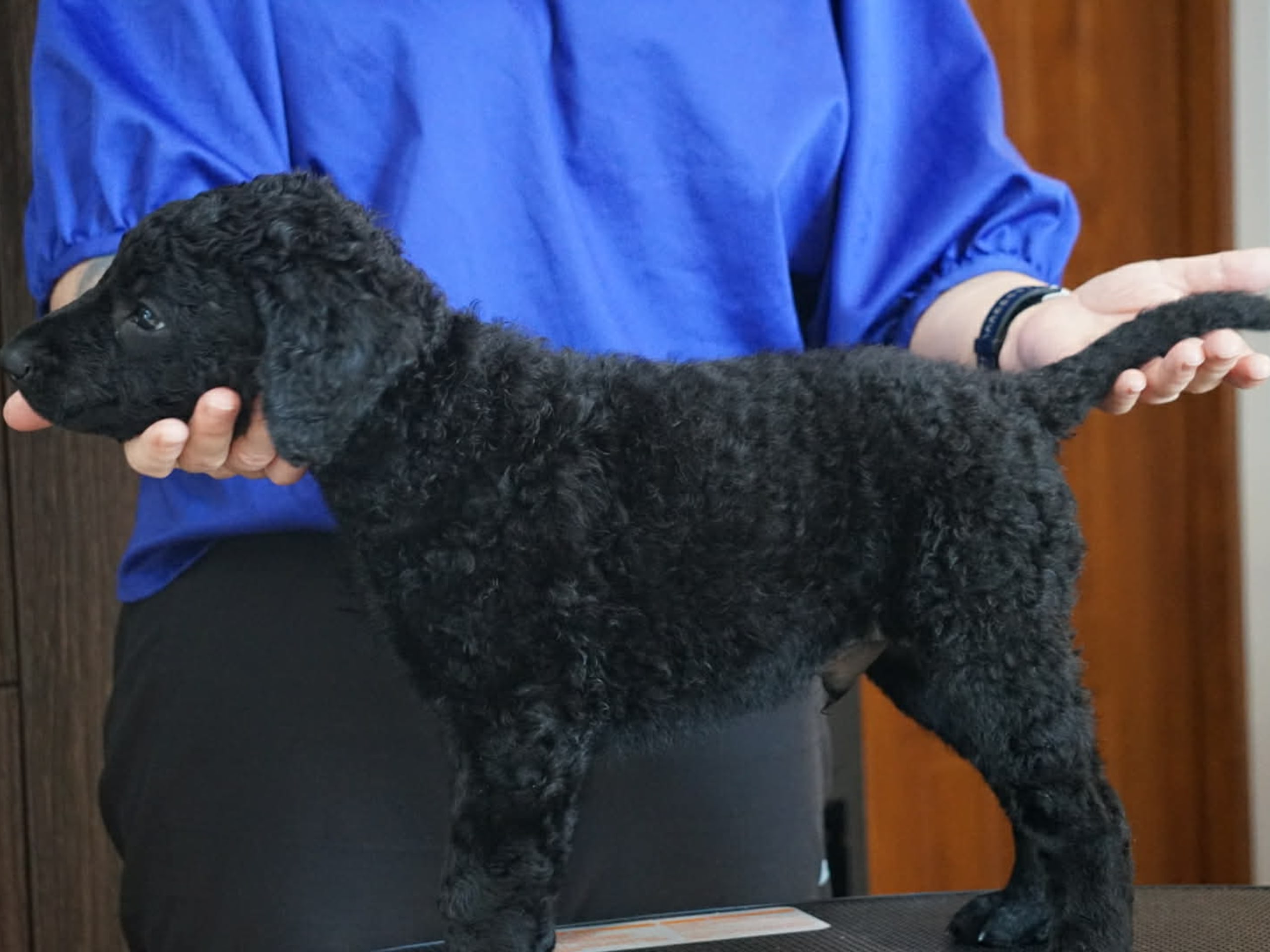 Curly Coated Retriever