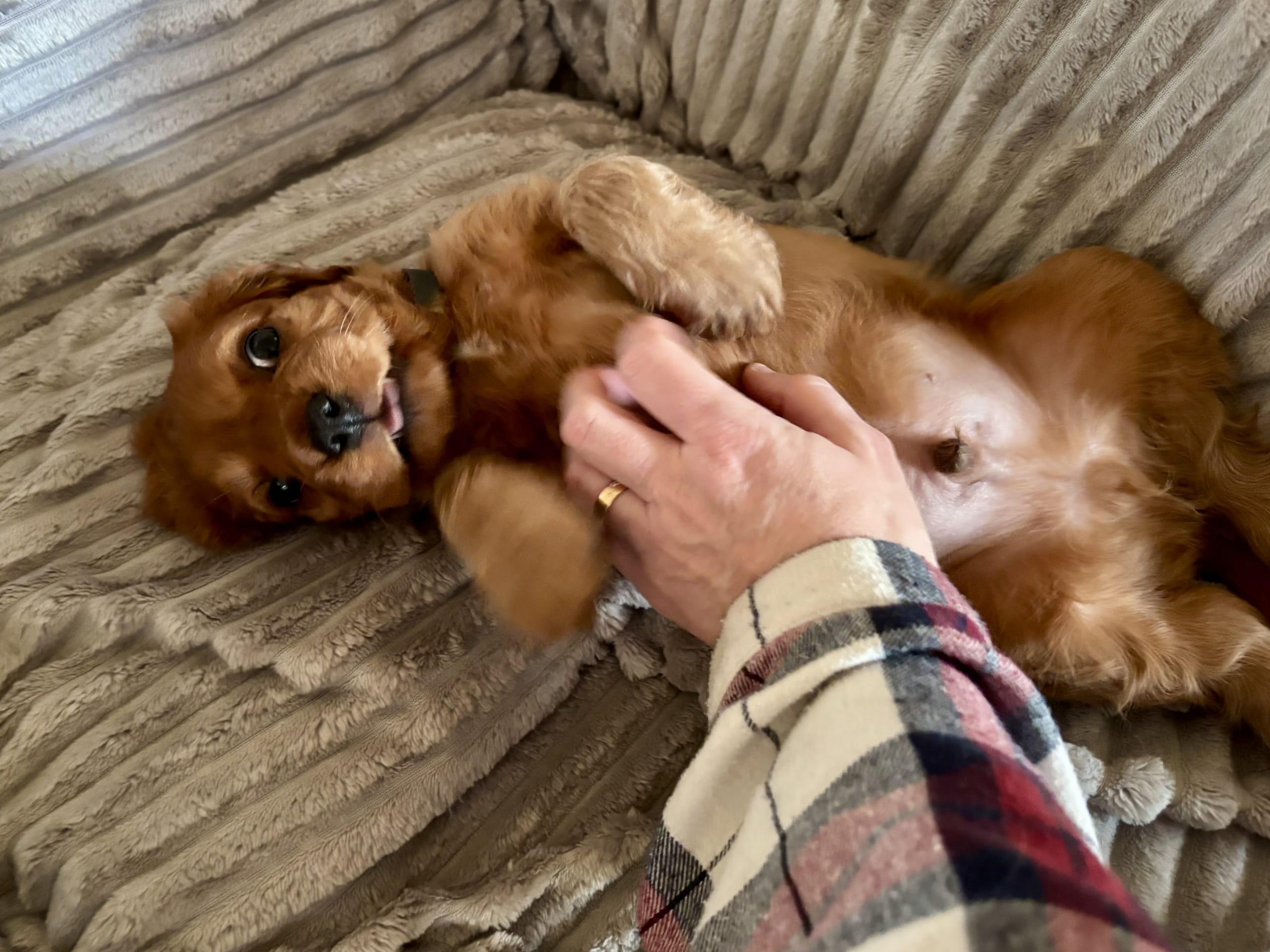 Cockalier · 2026-01-17 · Jät · Angelica S.