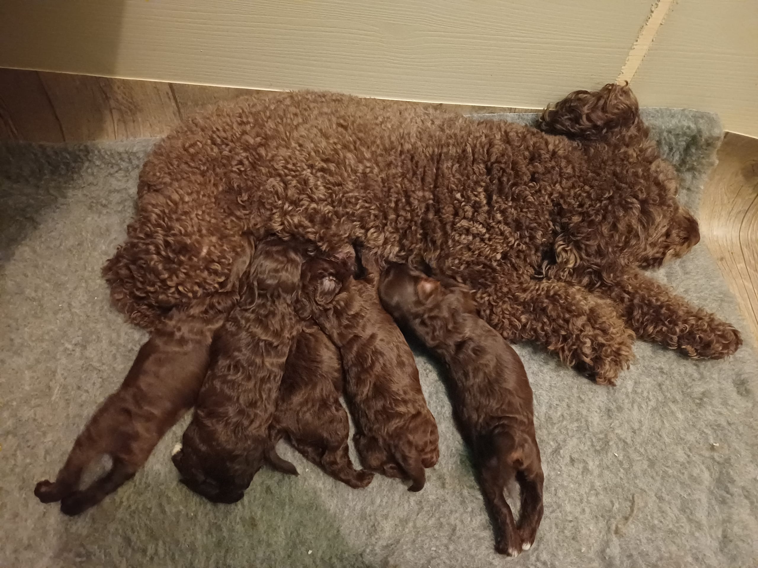 Australian labdradoodle · 2026-01-31 · Växjö · Bokgläntan's