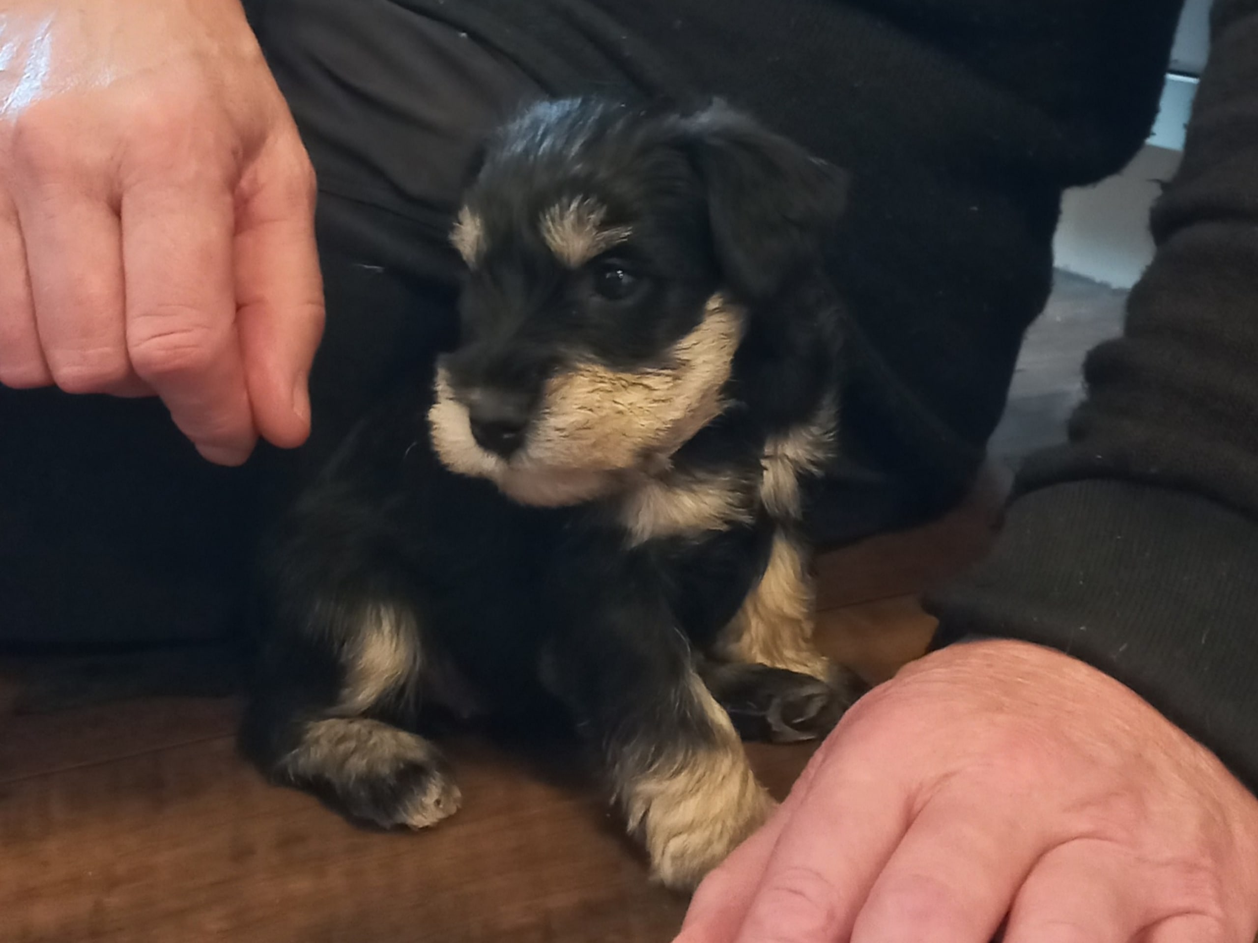 Miniature Schnauzer · 2026-01-03 · Lundsbrunn · Lärkans