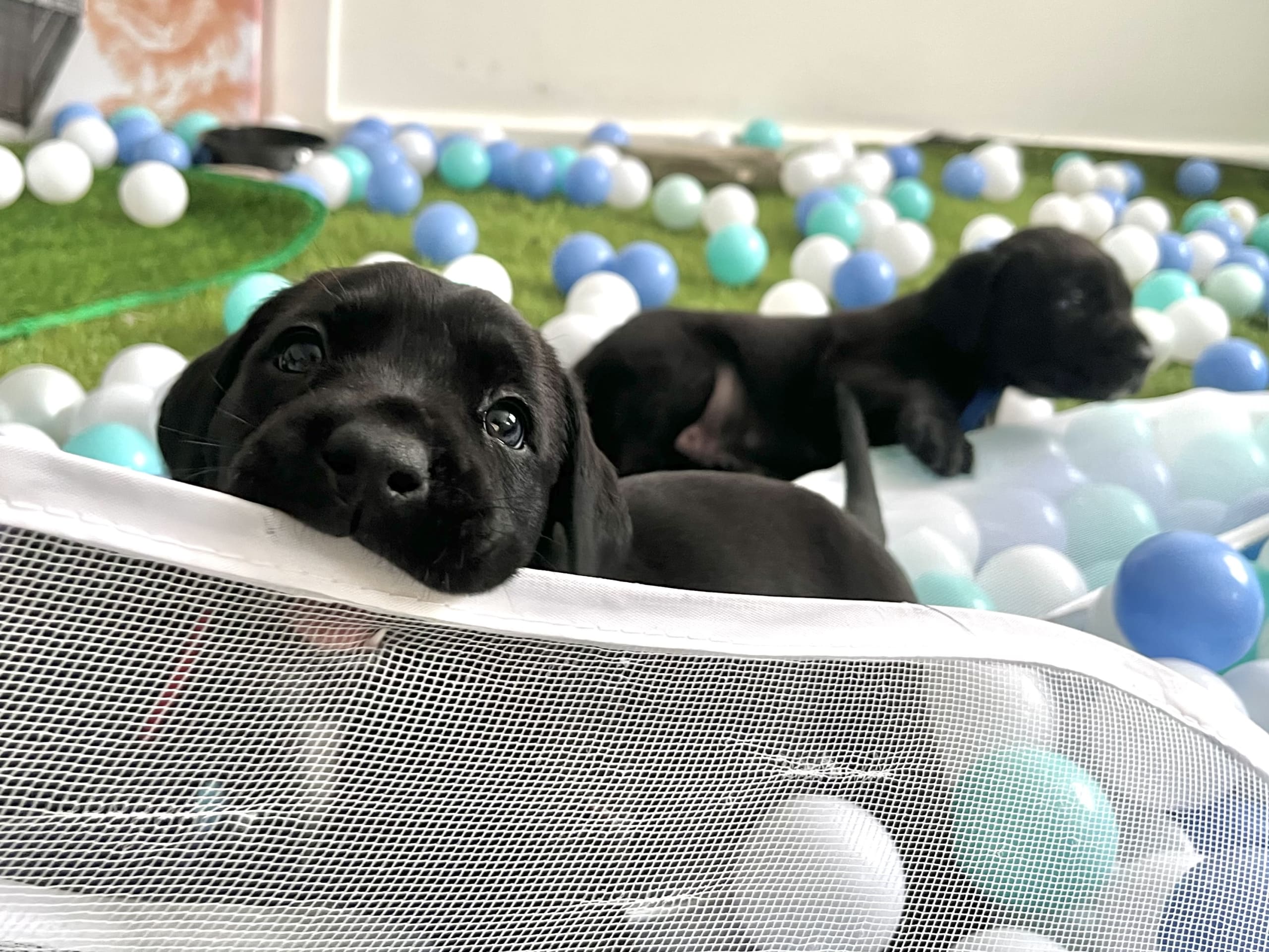 Blandras · 2025-12-07 · Frillesås · Weronika Z.