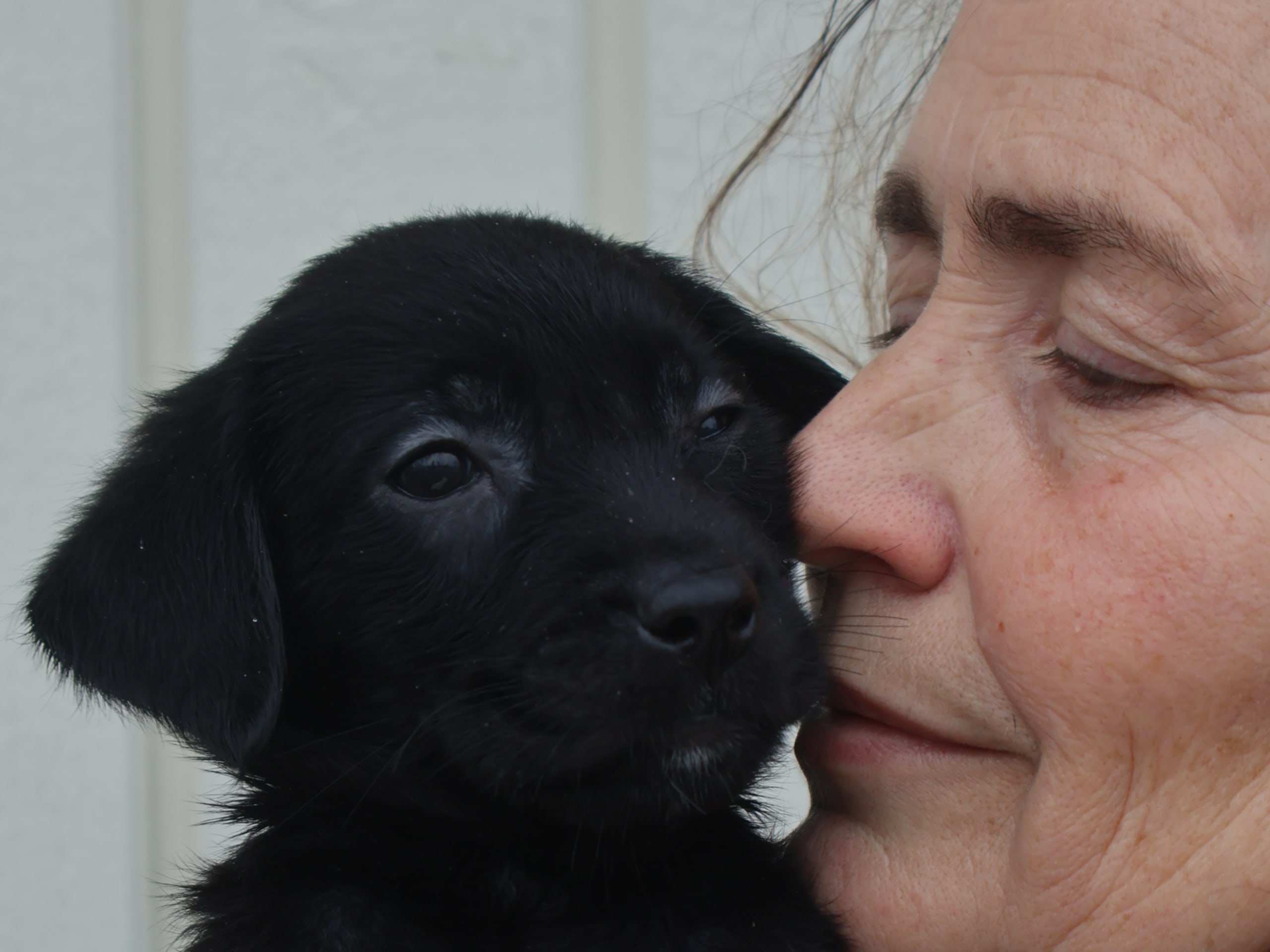 Labrador retriever · 2026-02-09 · Tjällmo · Ekbergarn’s  kennel