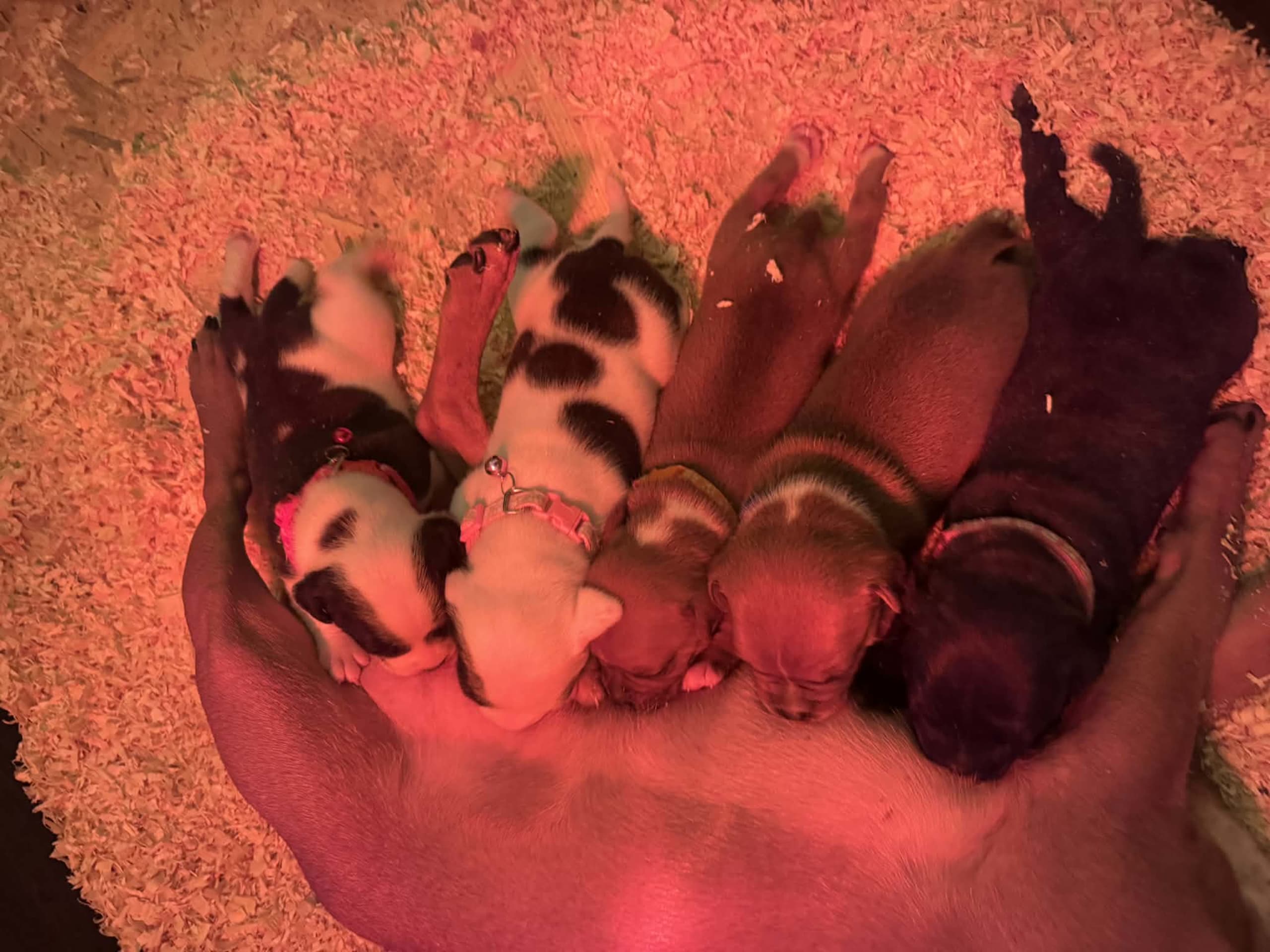 Staffordshire Bull Terrier