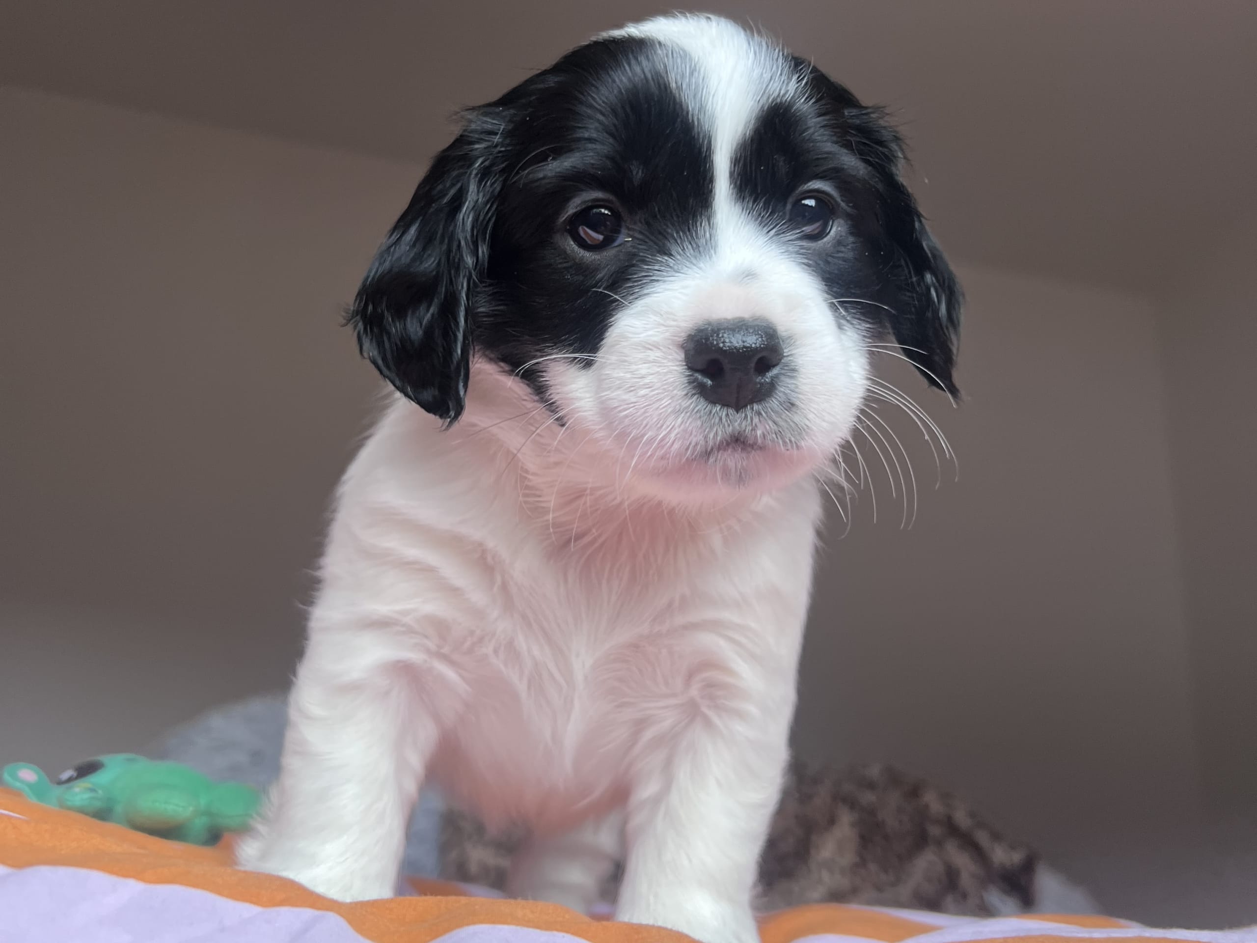 Cocker Jack · 2026-02-03 · Motala · Elin F.